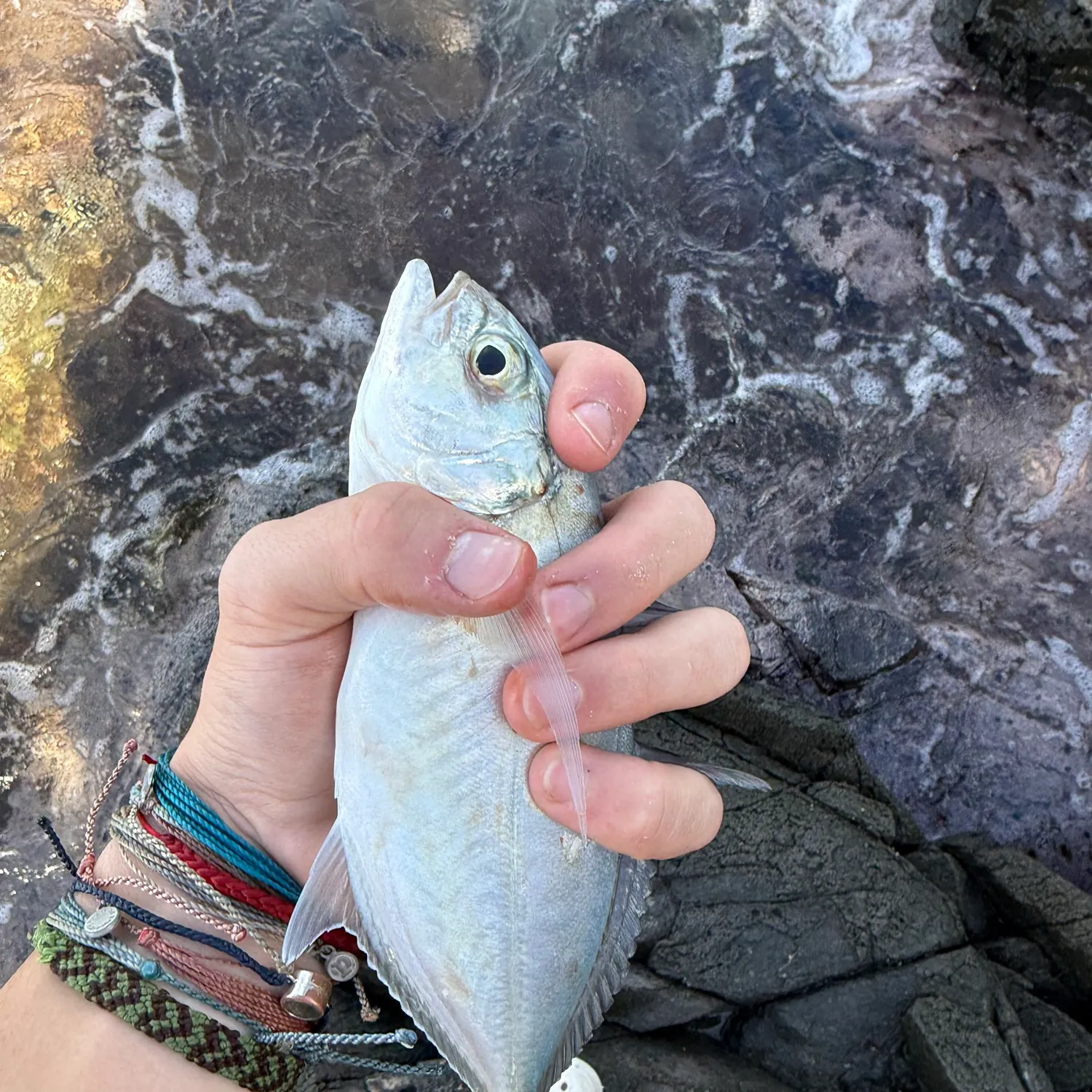 The most recent Blue runner catches on Fishbrain