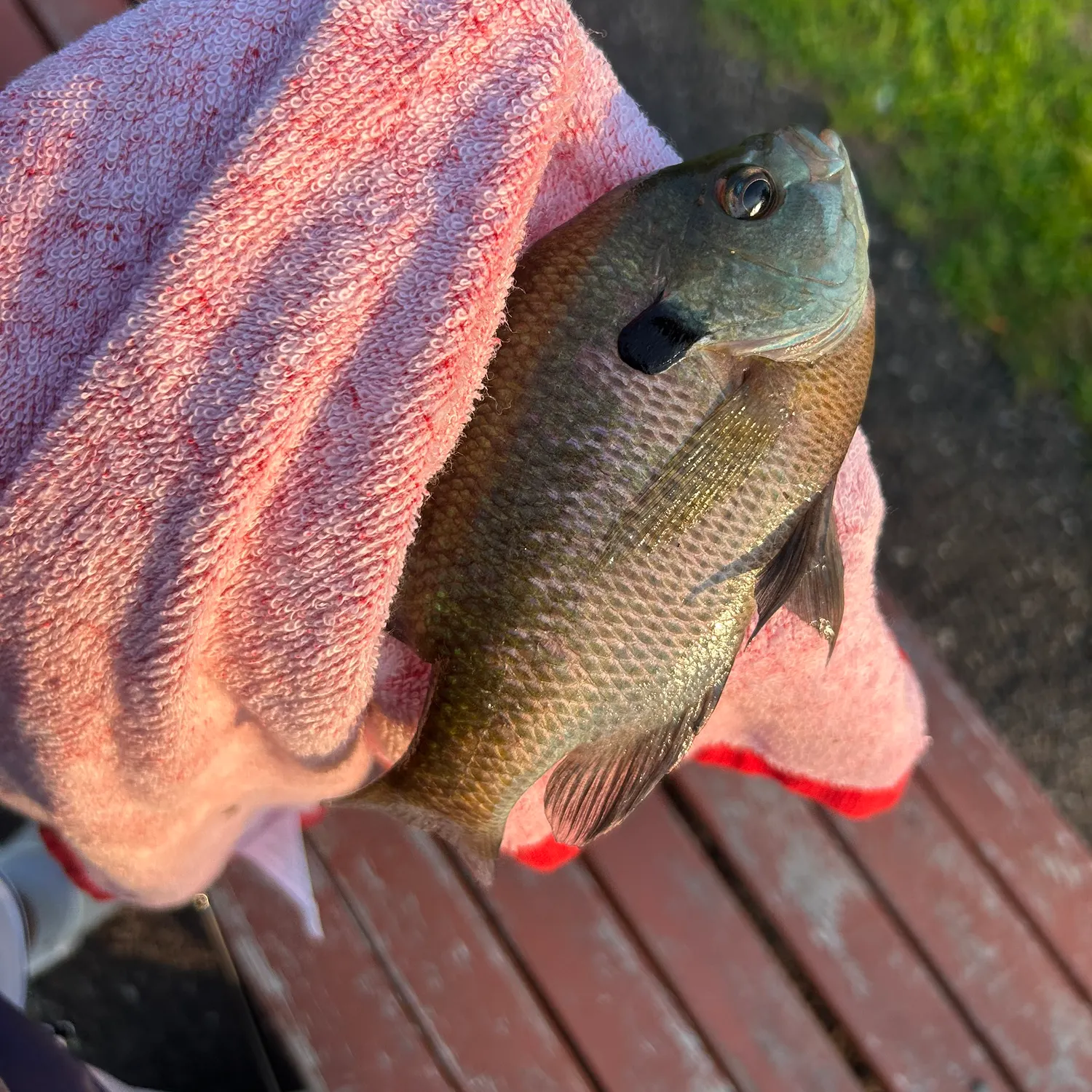 catch