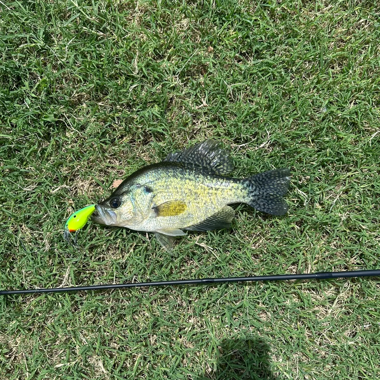 Black crappie caught on Fishbrain