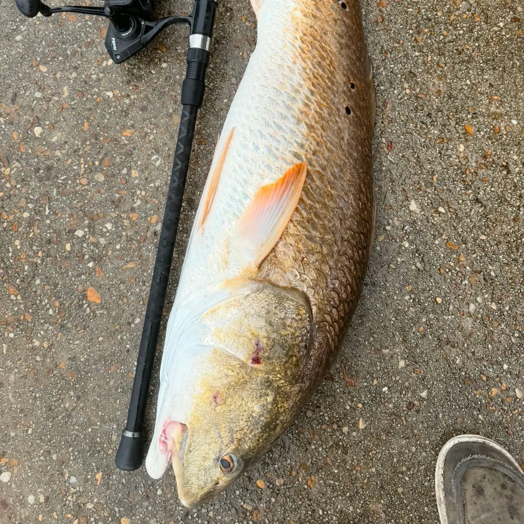 Red drum caught on Fishbrain