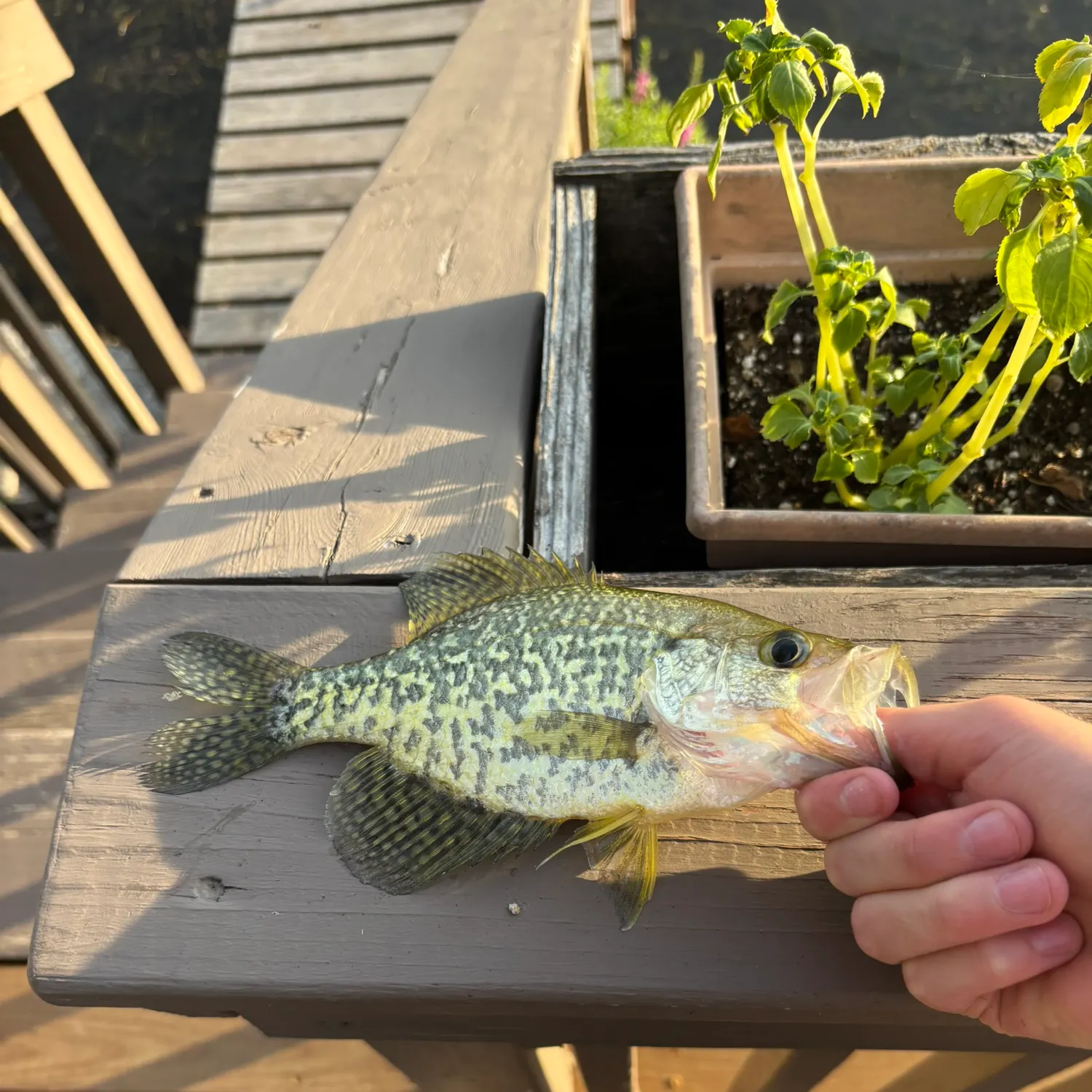 White crappie caught on Fishbrain