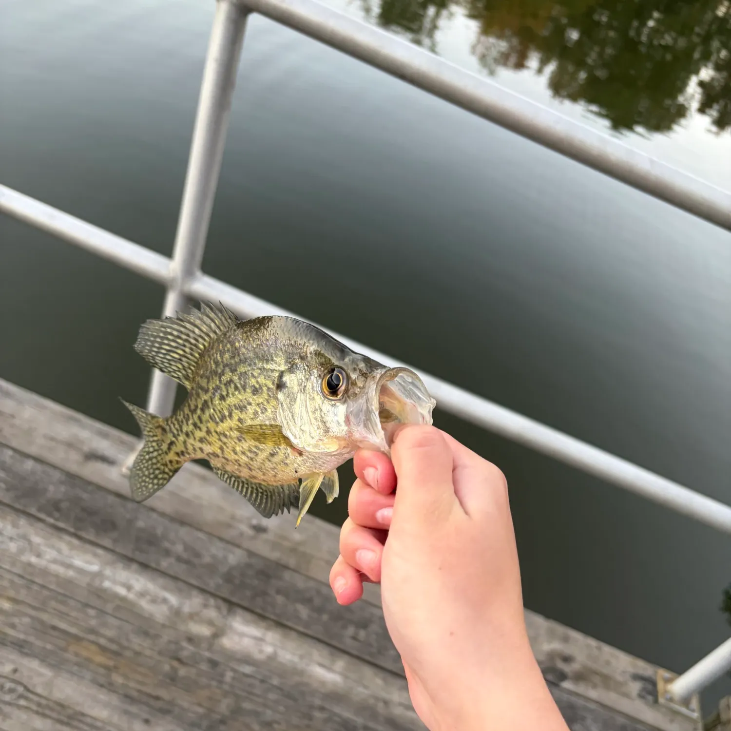 Black crappie caught on Fishbrain