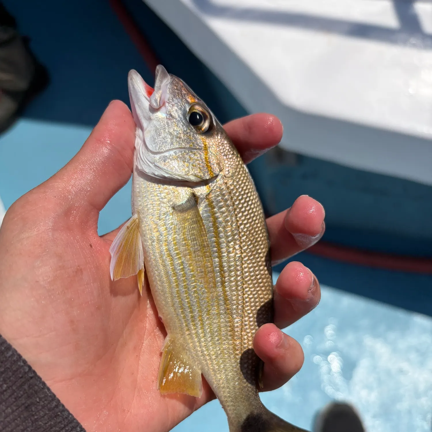 The most recent Tomtate grunt catches on Fishbrain