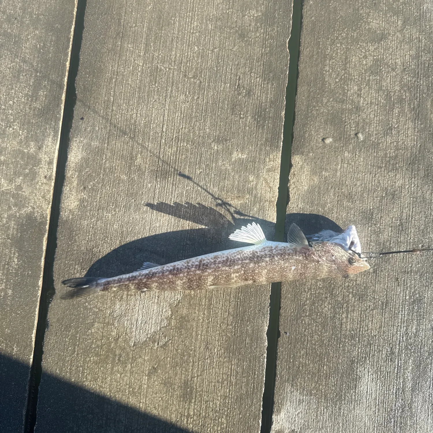The most recent Inshore lizardfish catches on Fishbrain
