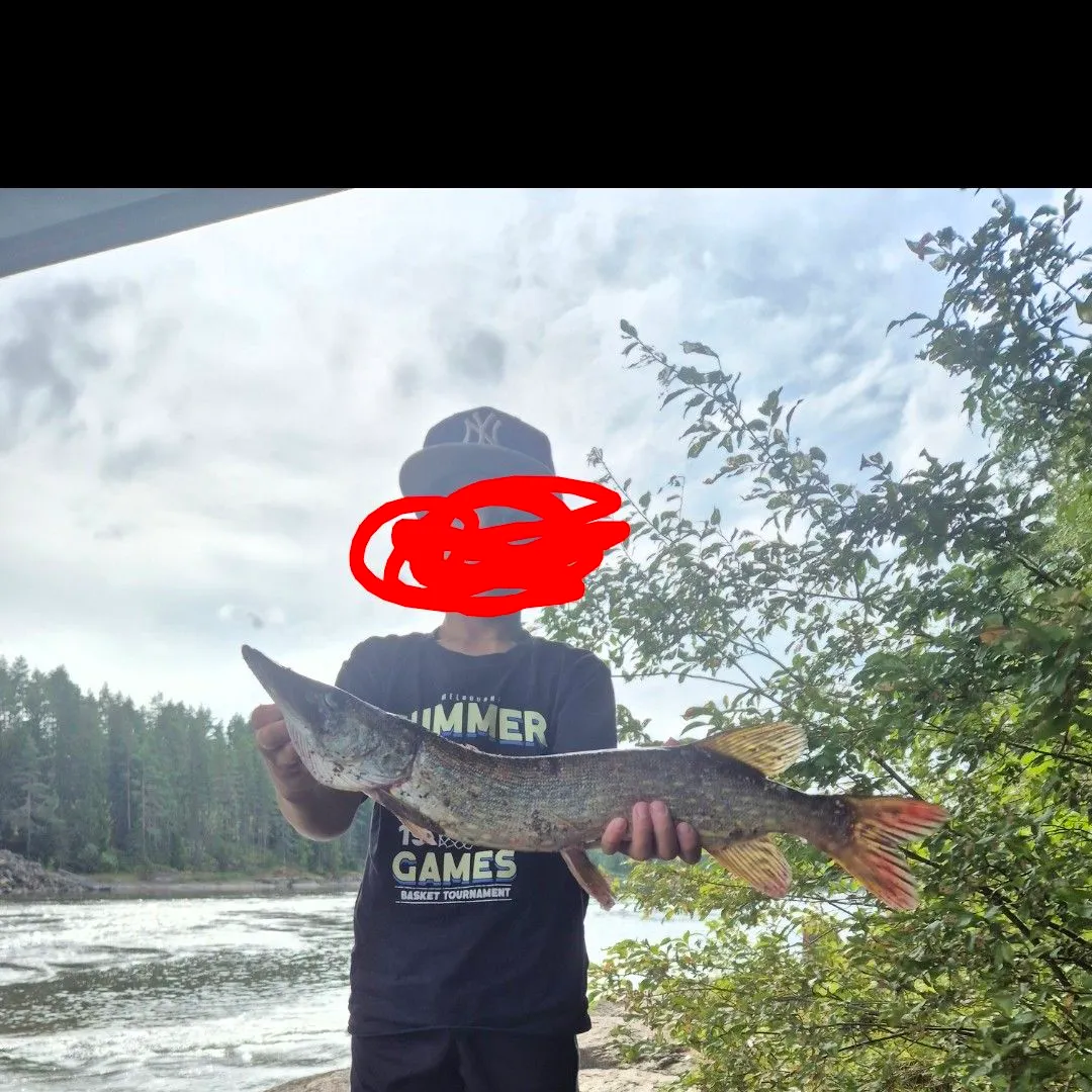 Northern pike caught on Fishbrain