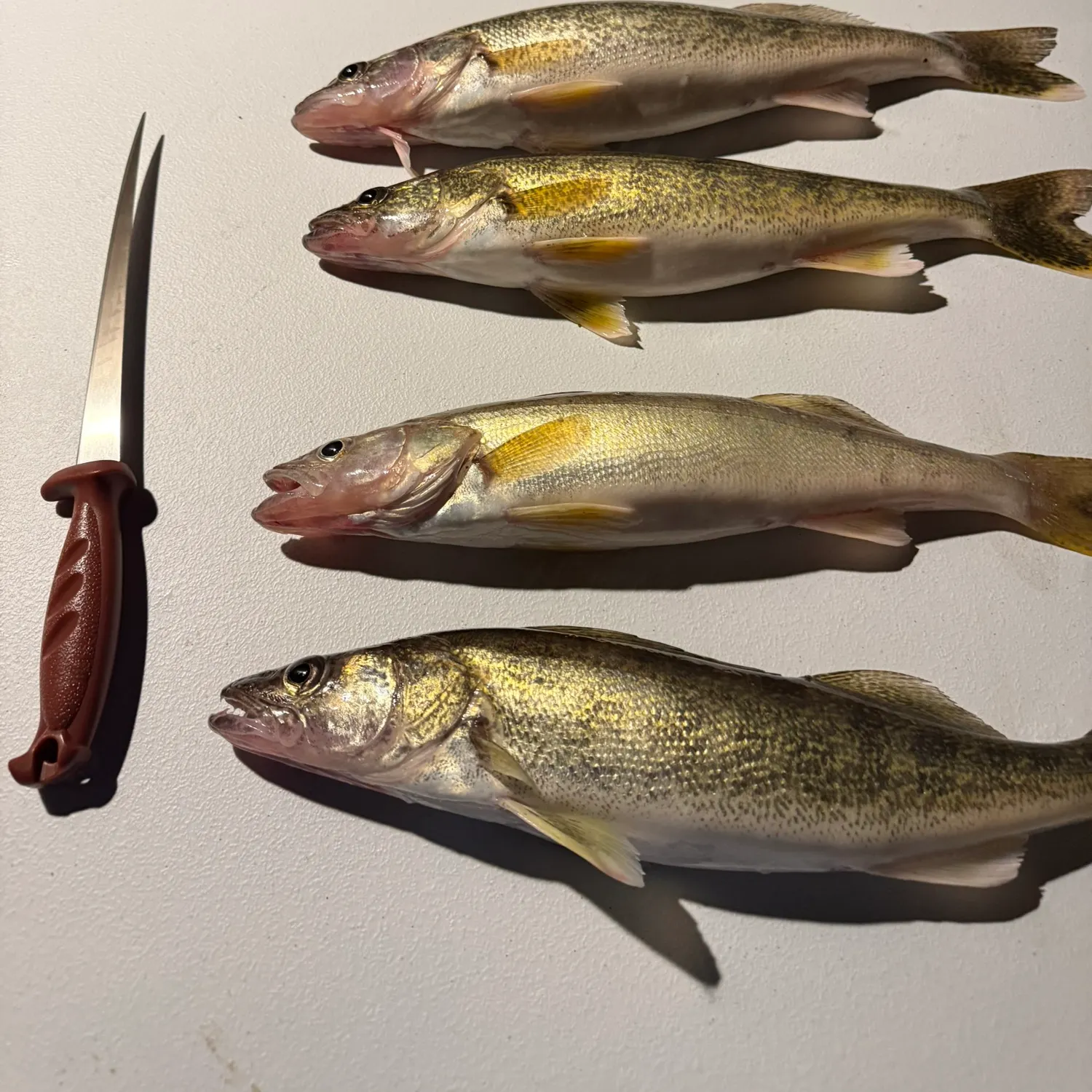 recently logged catches