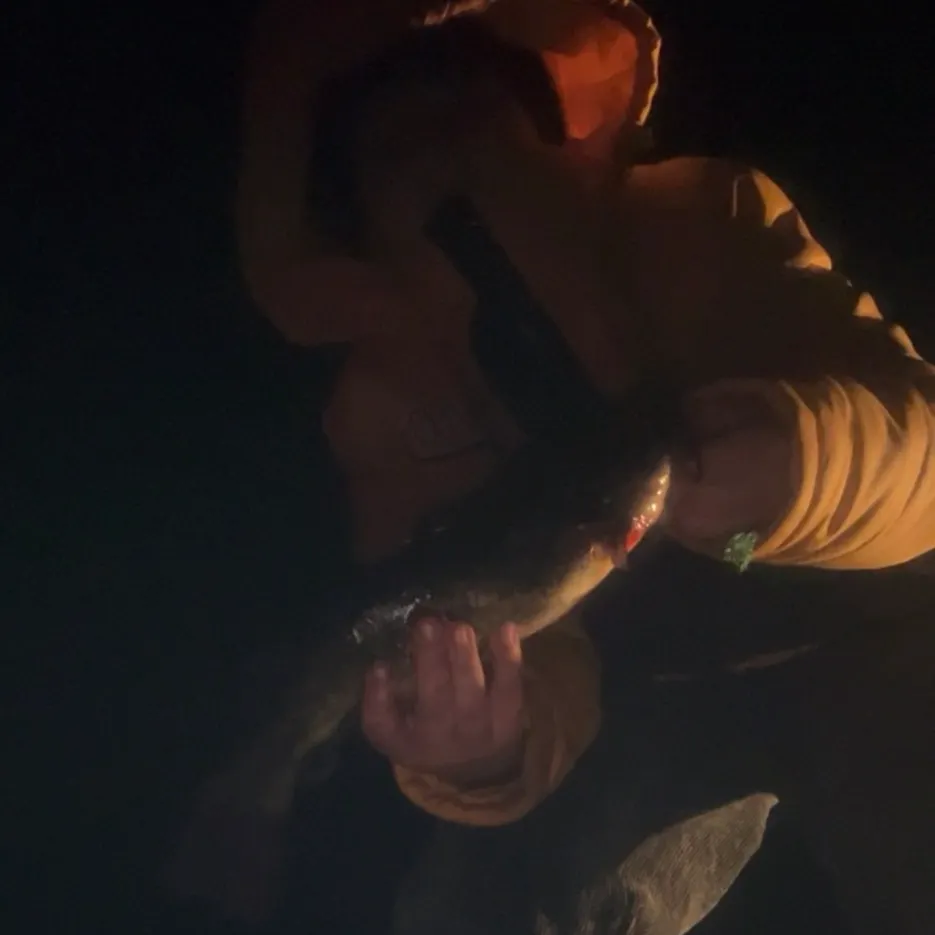 Black bullhead caught on Fishbrain