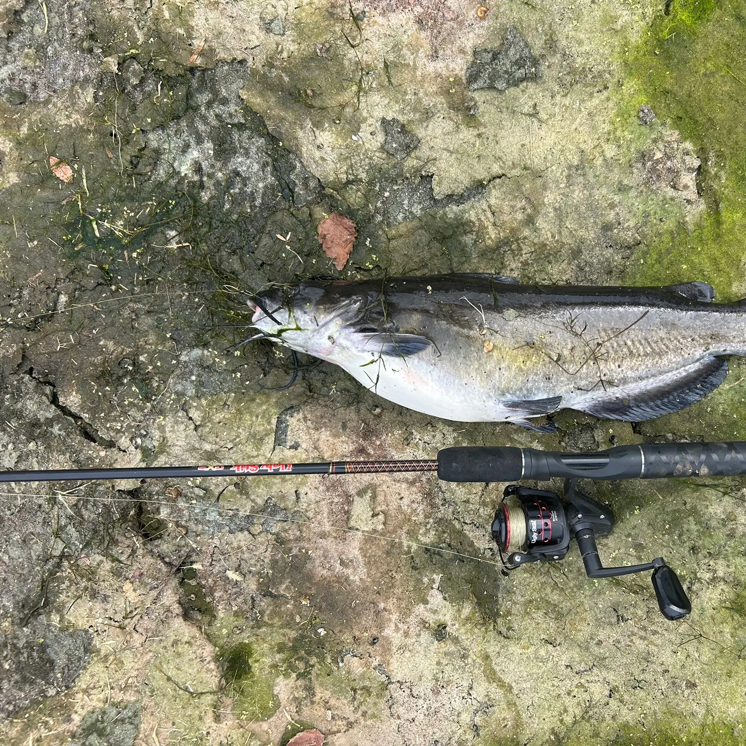 Channel catfish caught on Fishbrain