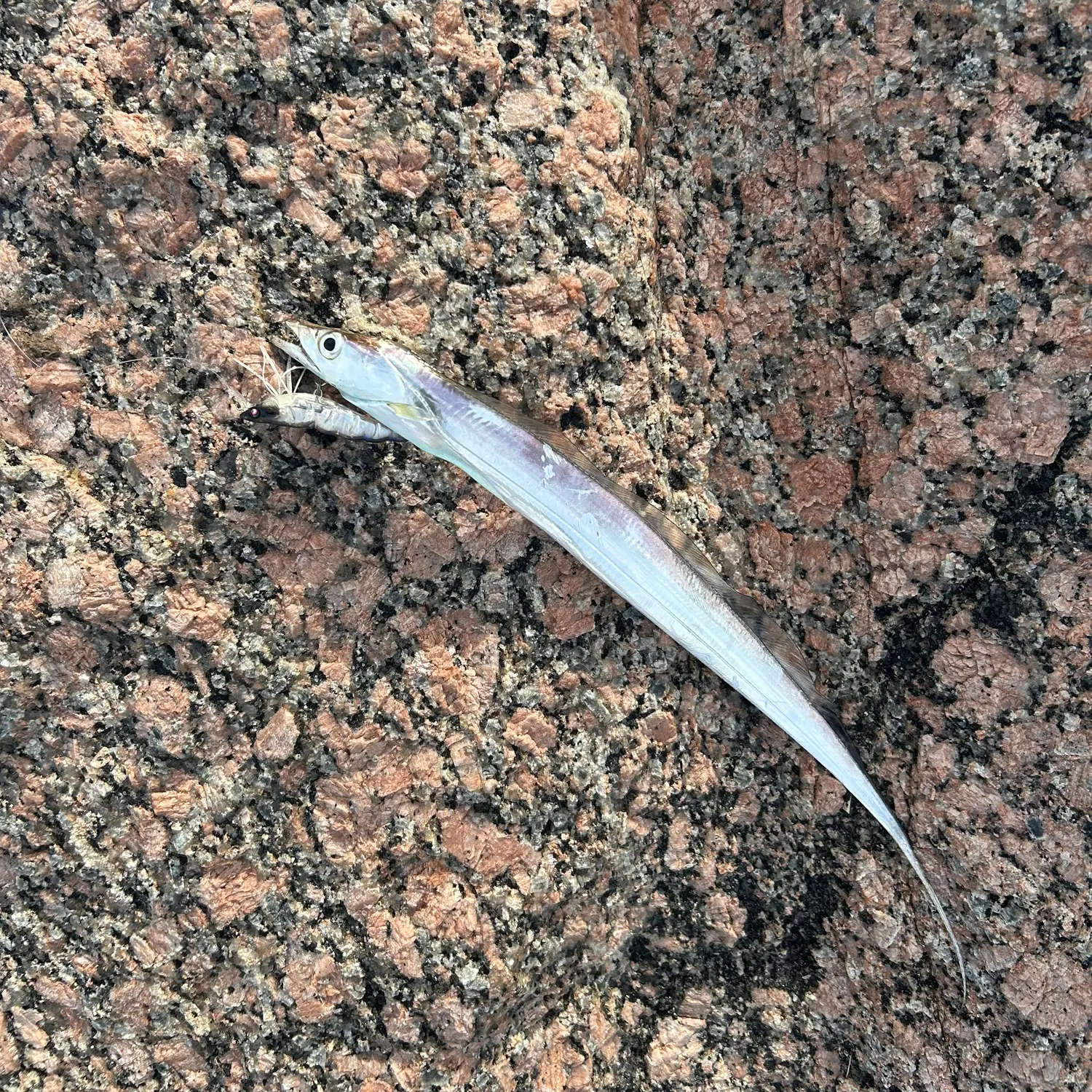The most recent Atlantic cutlassfish catches on Fishbrain