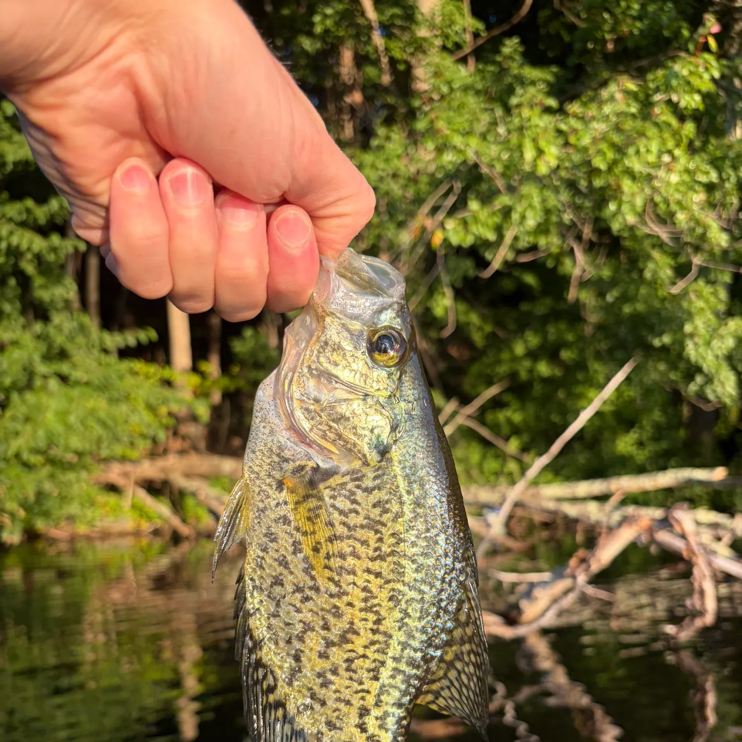 Black crappie caught on Fishbrain