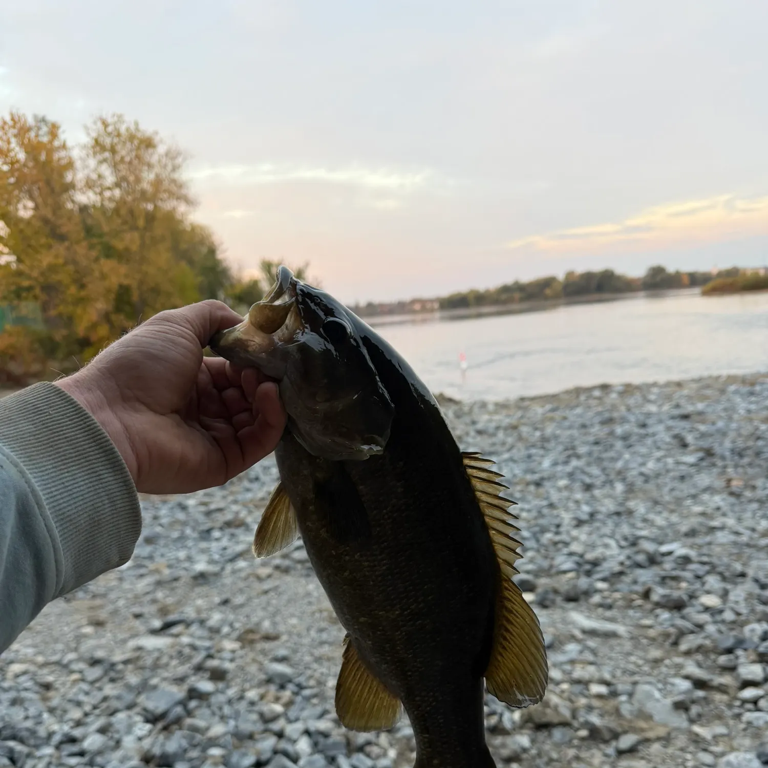 Smallmouth bass caught on Fishbrain