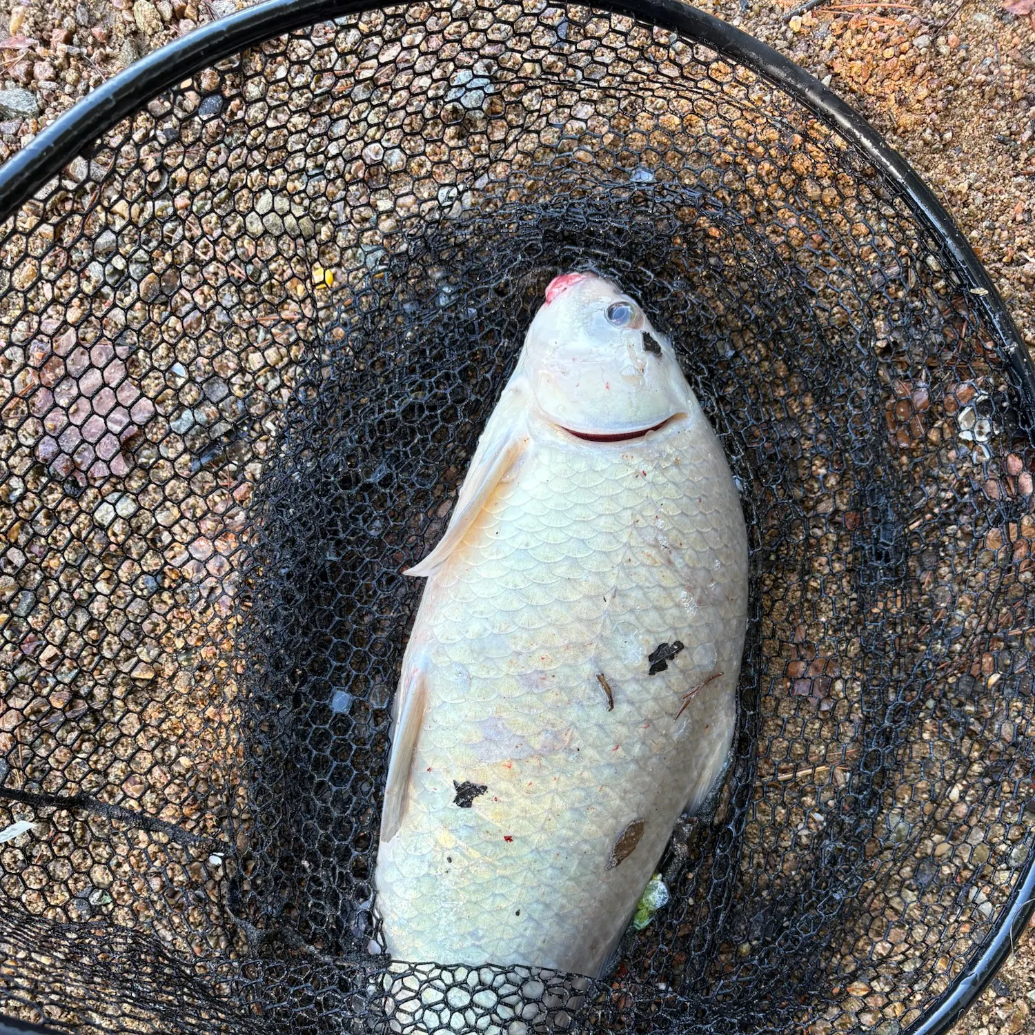 Smallmouth buffalo caught on Fishbrain