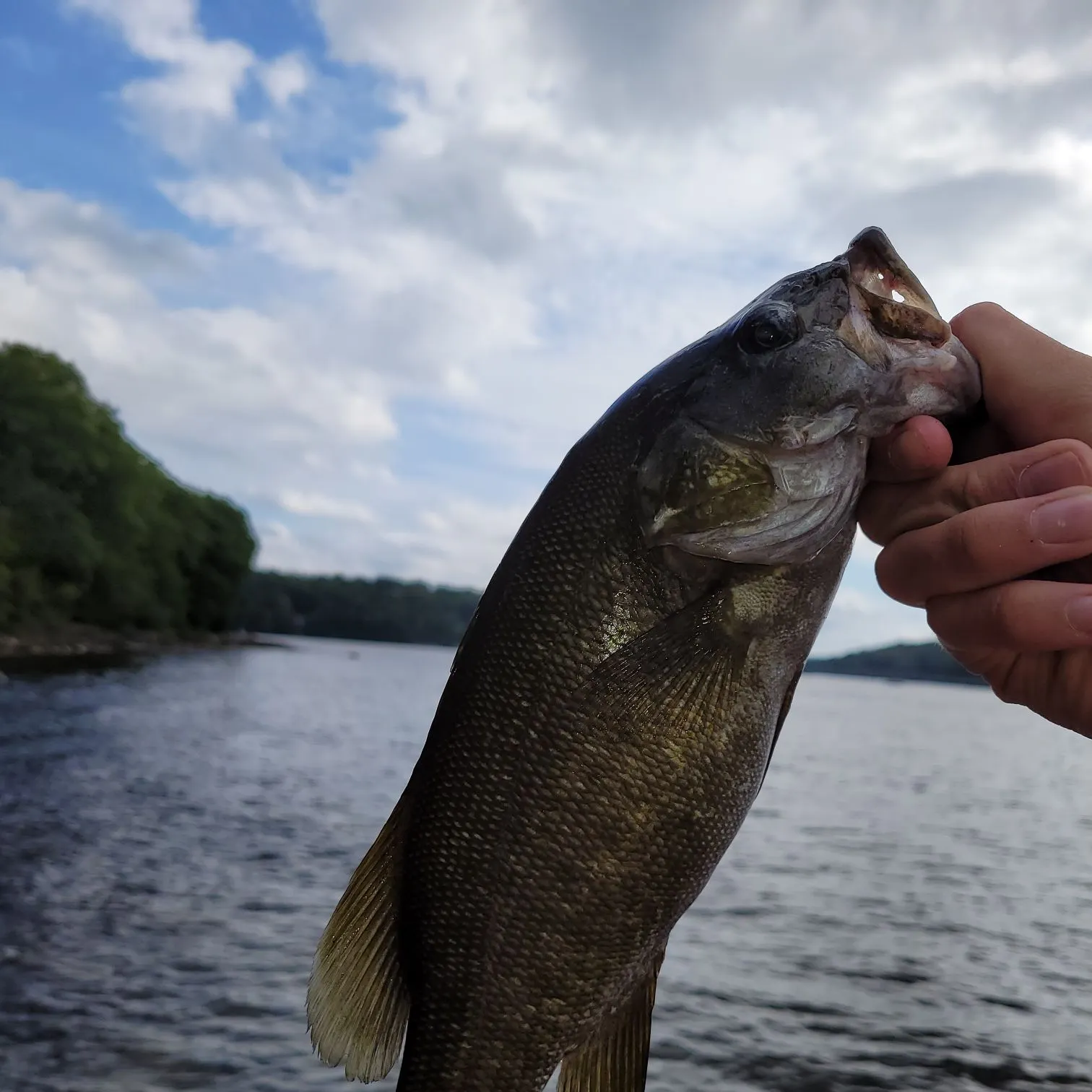 Smallmouth bass caught on Fishbrain