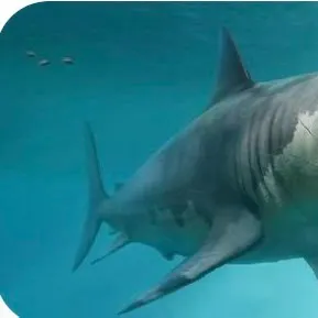 The most recent Great white shark catches on Fishbrain