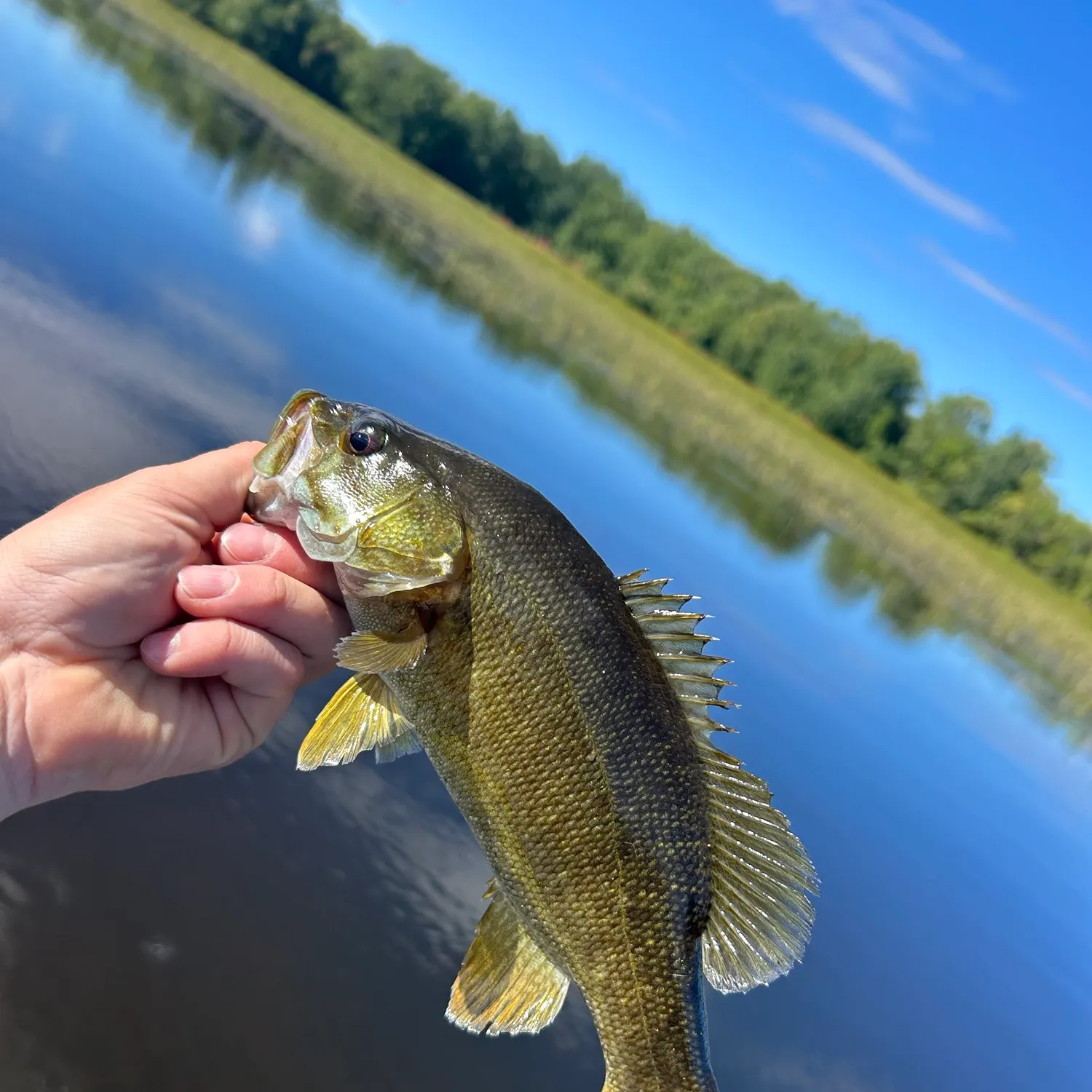 Smallmouth bass caught on Fishbrain