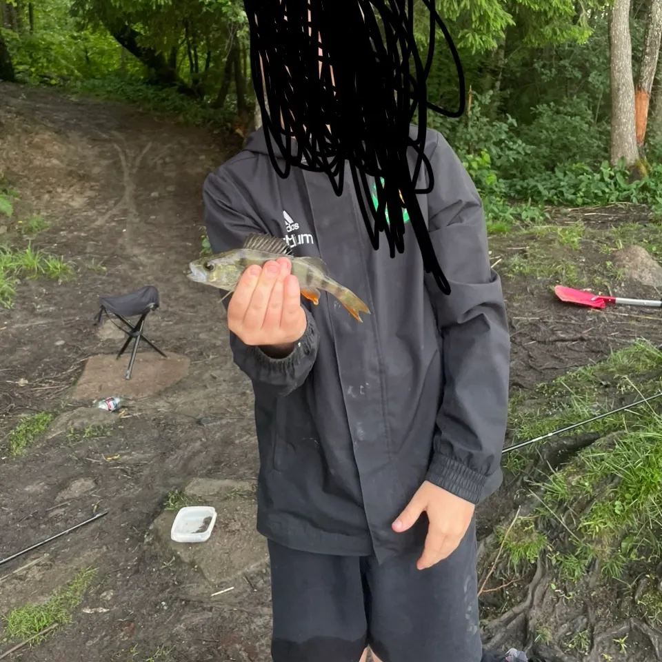 European perch caught on Fishbrain