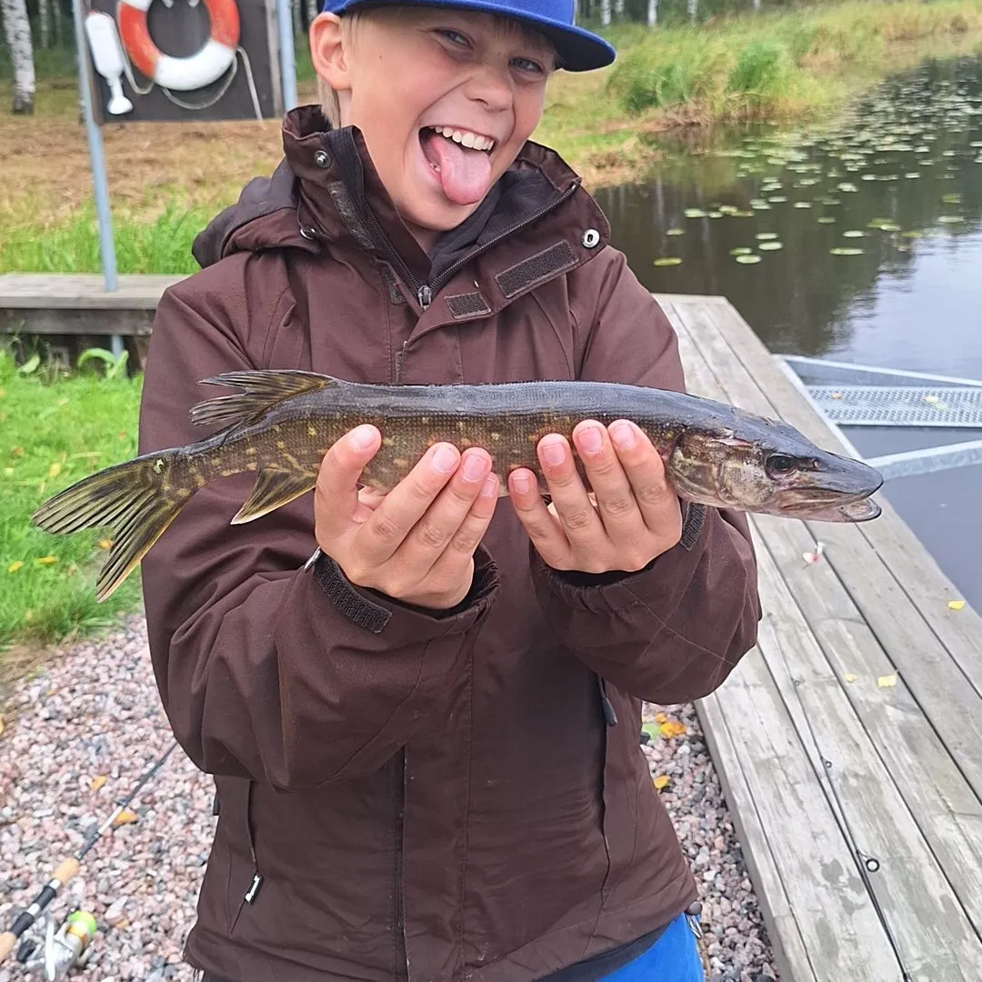 Northern pike caught on Fishbrain