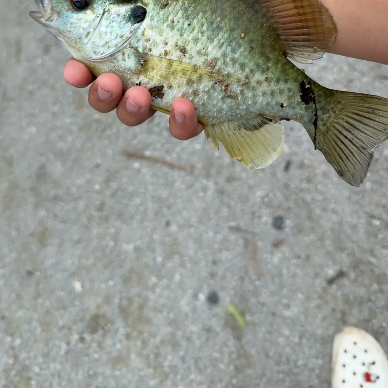 Redear sunfish caught on Fishbrain