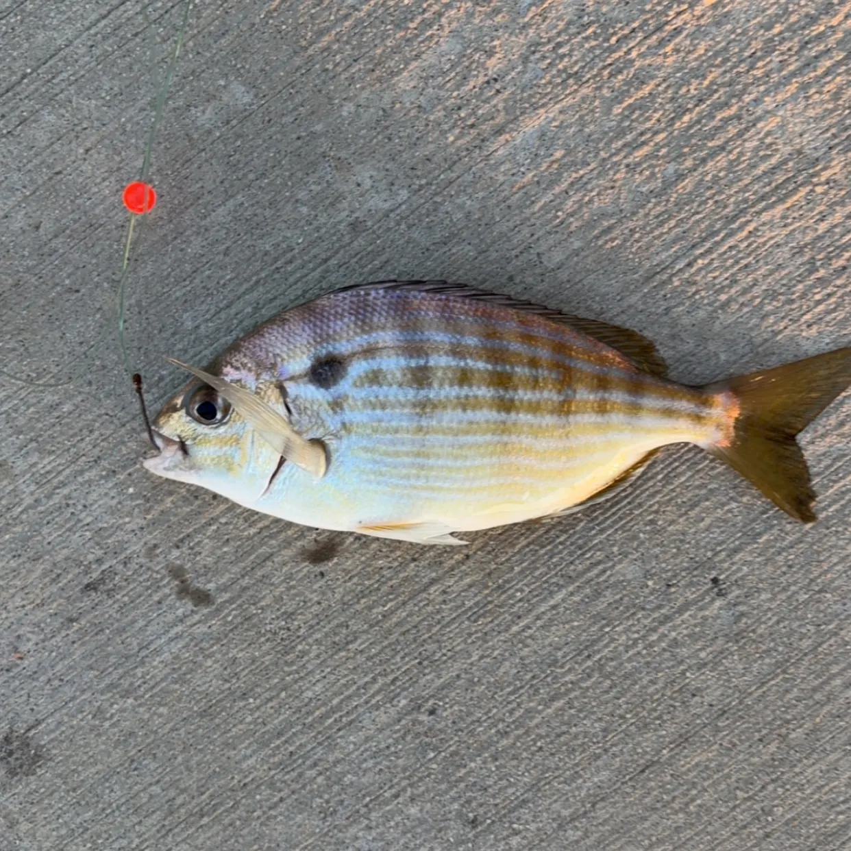 recently logged catches