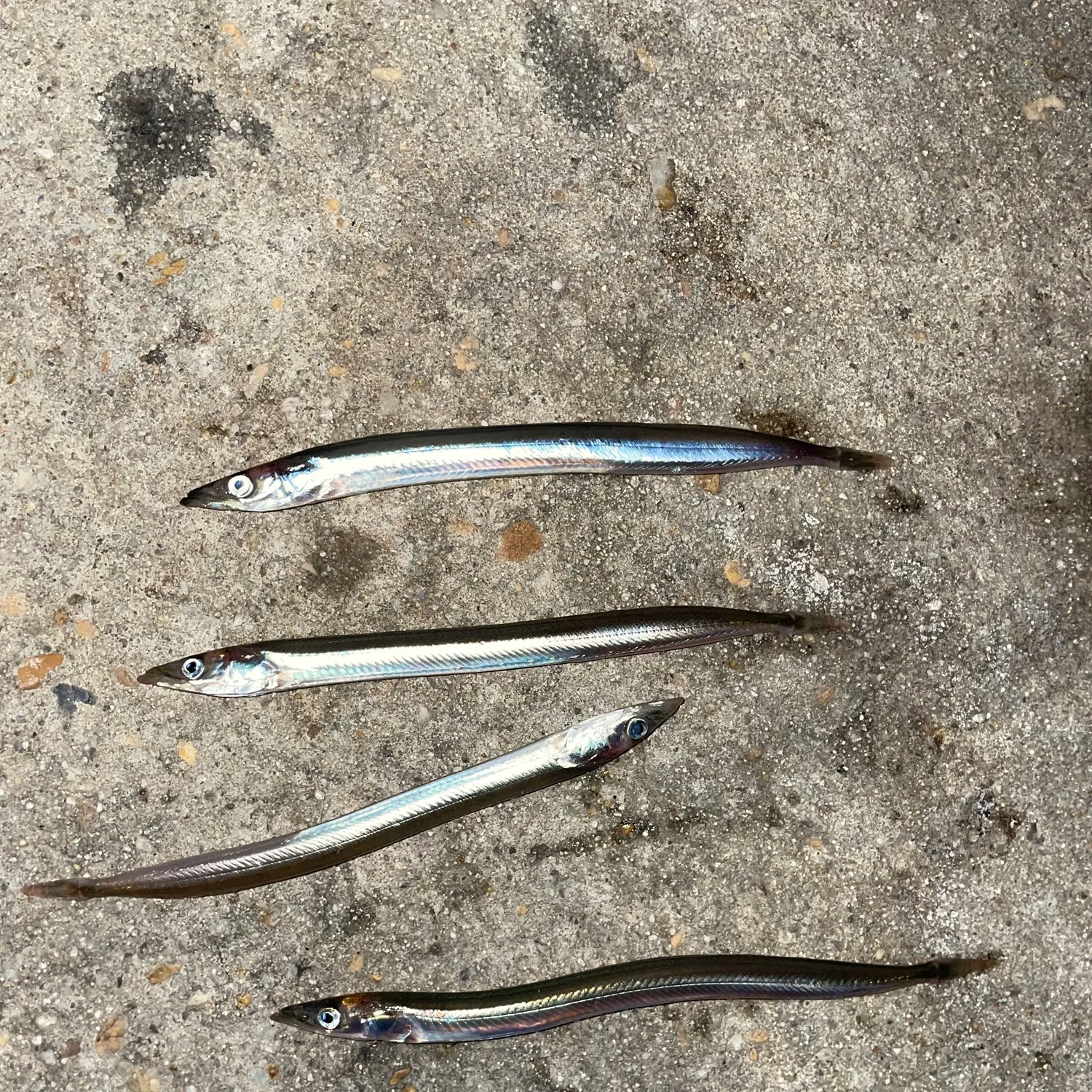 The most recent American sand lance catches on Fishbrain