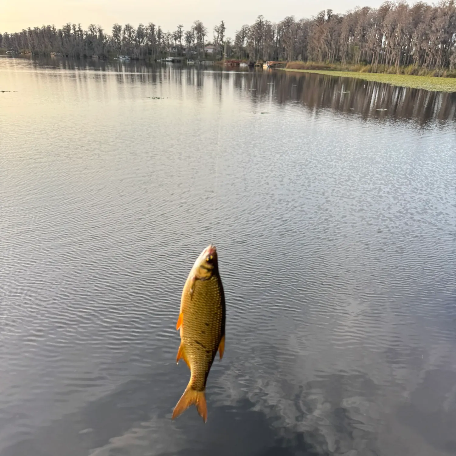 The most recent Golden shiner catches on Fishbrain