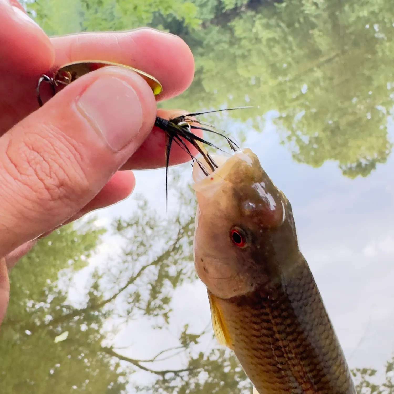 The most recent Hornyhead chub catches on Fishbrain