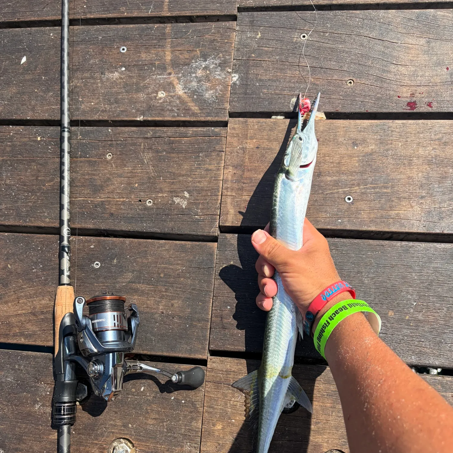 The most recent Hound needlefish catches on Fishbrain