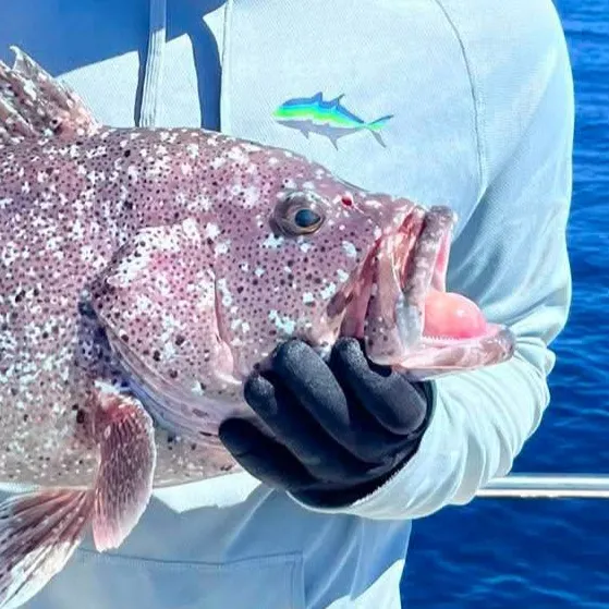 The most recent Coral hind catches on Fishbrain