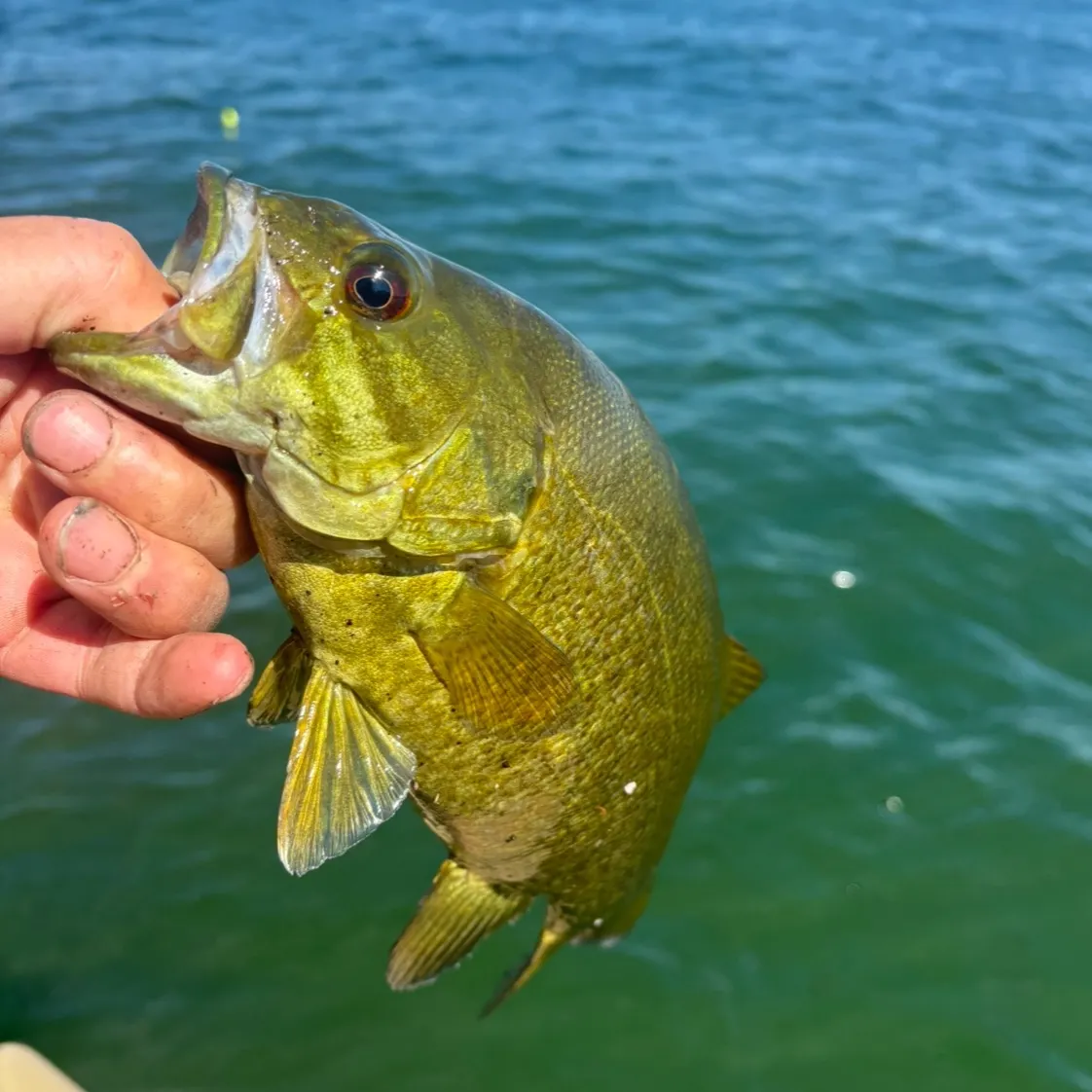 The most recent Smallmouth bass catches on Fishbrain