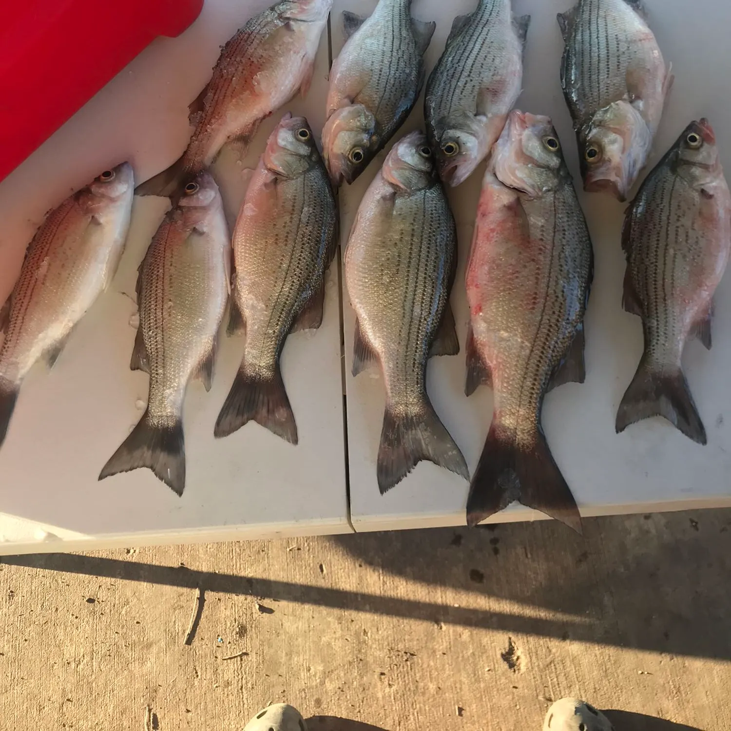 recently logged catches