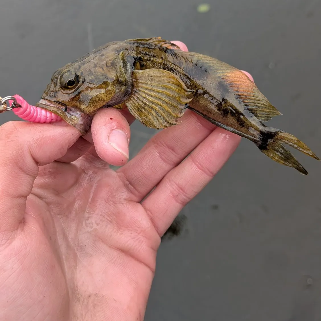 The most recent Prickly sculpin catches on Fishbrain