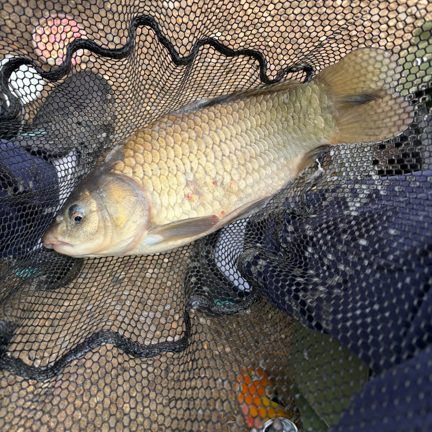 Common carp caught on Fishbrain
