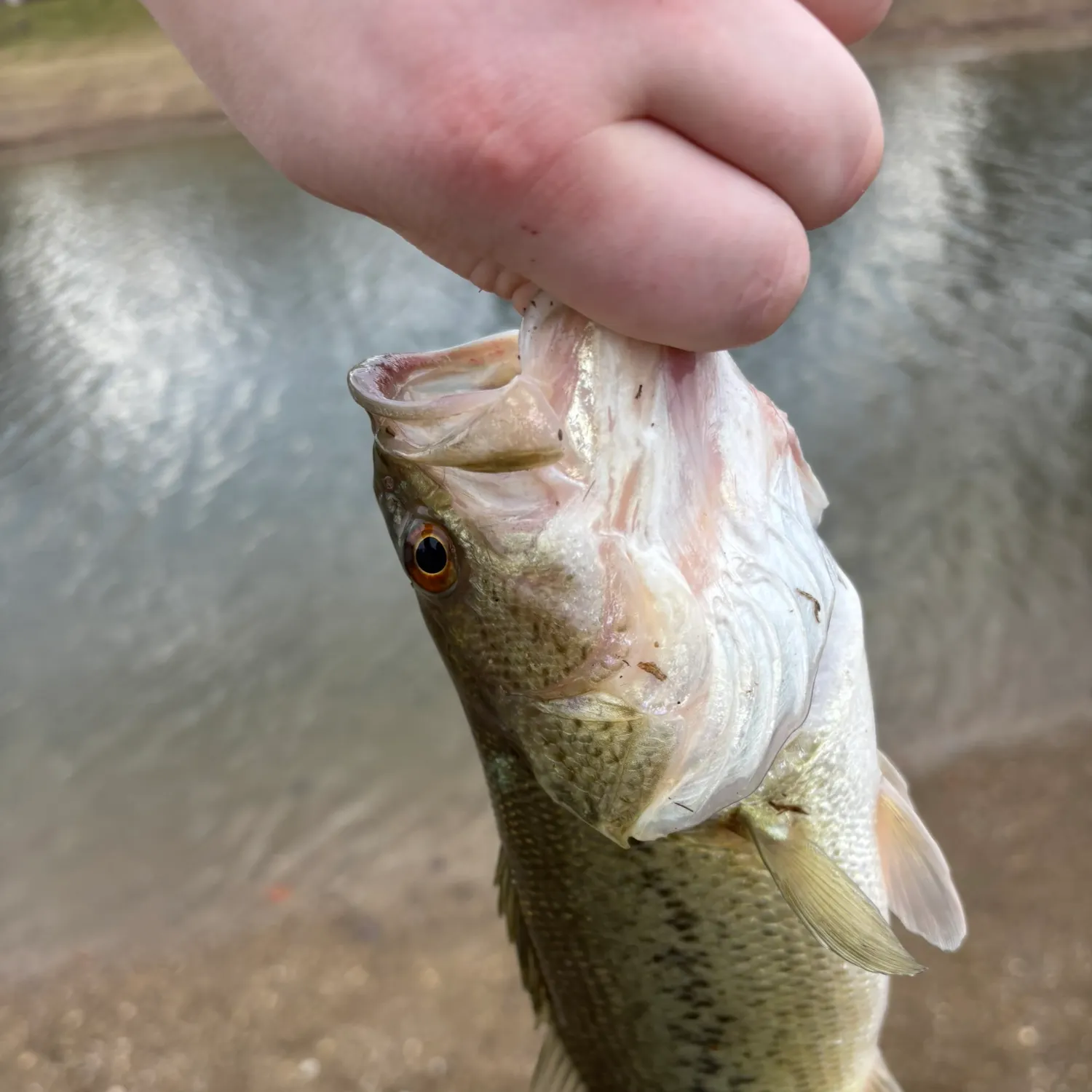 The most recent Largemouth bass catches on Fishbrain