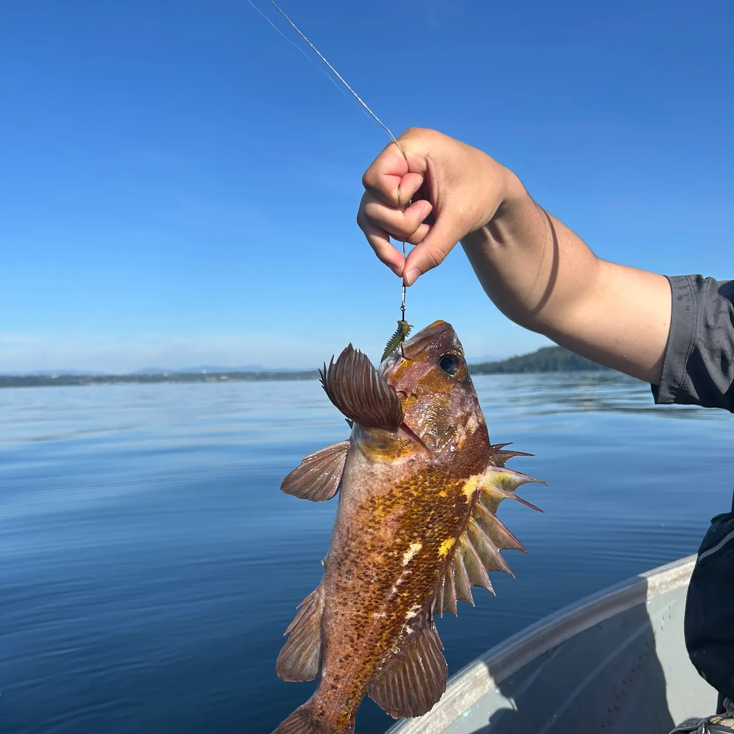 The most recent Copper rockfish catches on Fishbrain