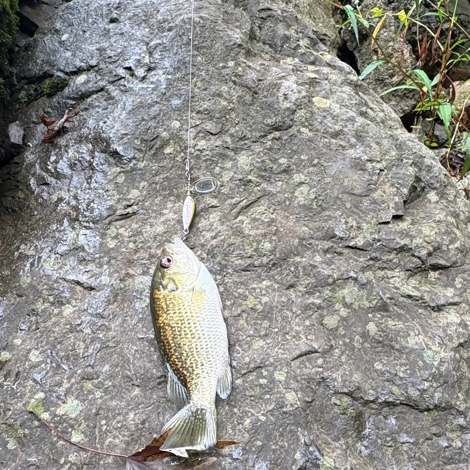 Rock bass caught on Fishbrain
