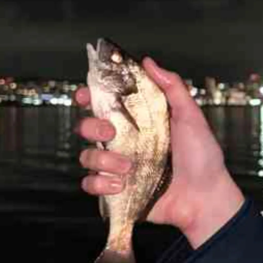 The most recent Black croaker catches on Fishbrain