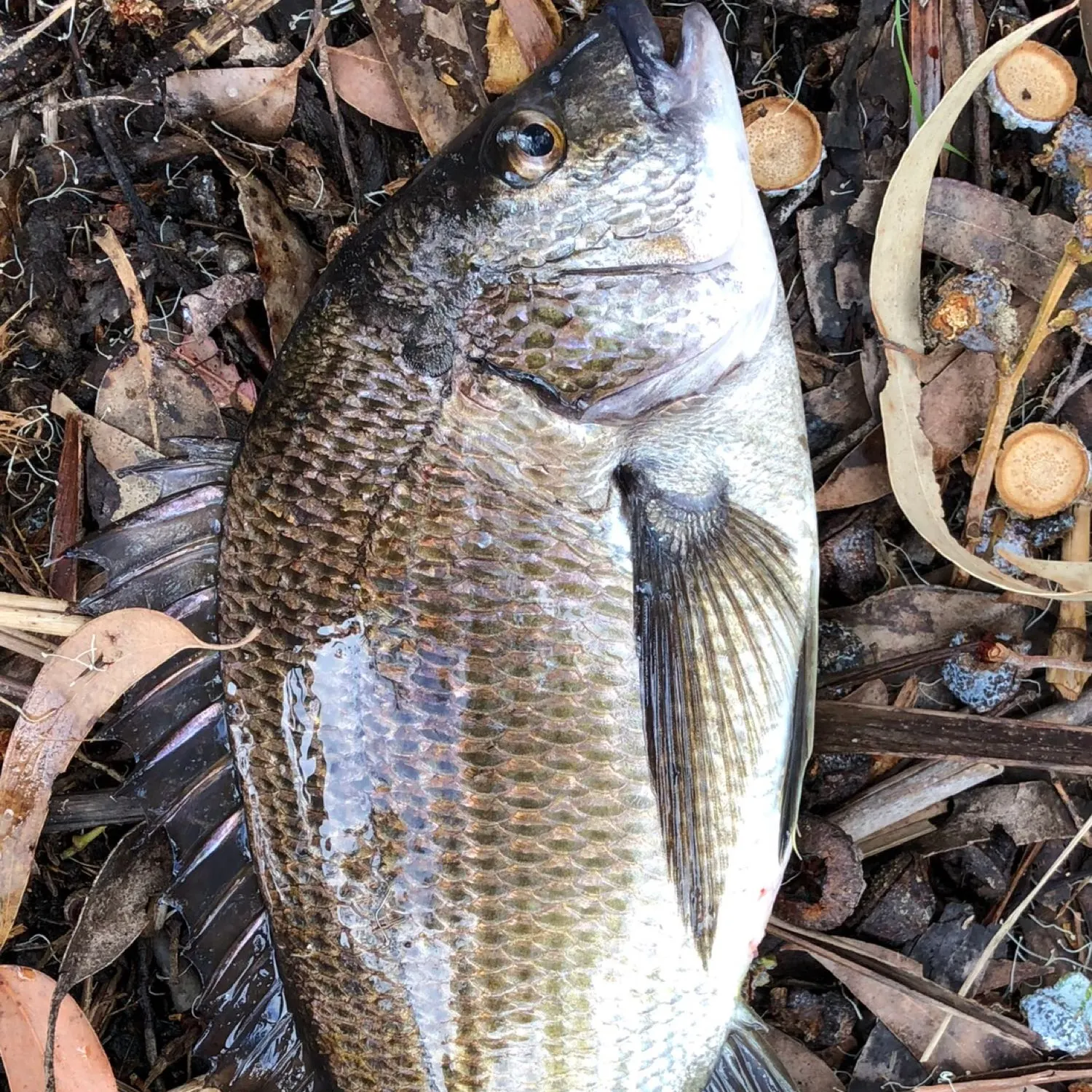 Fish caught on Fishbrain