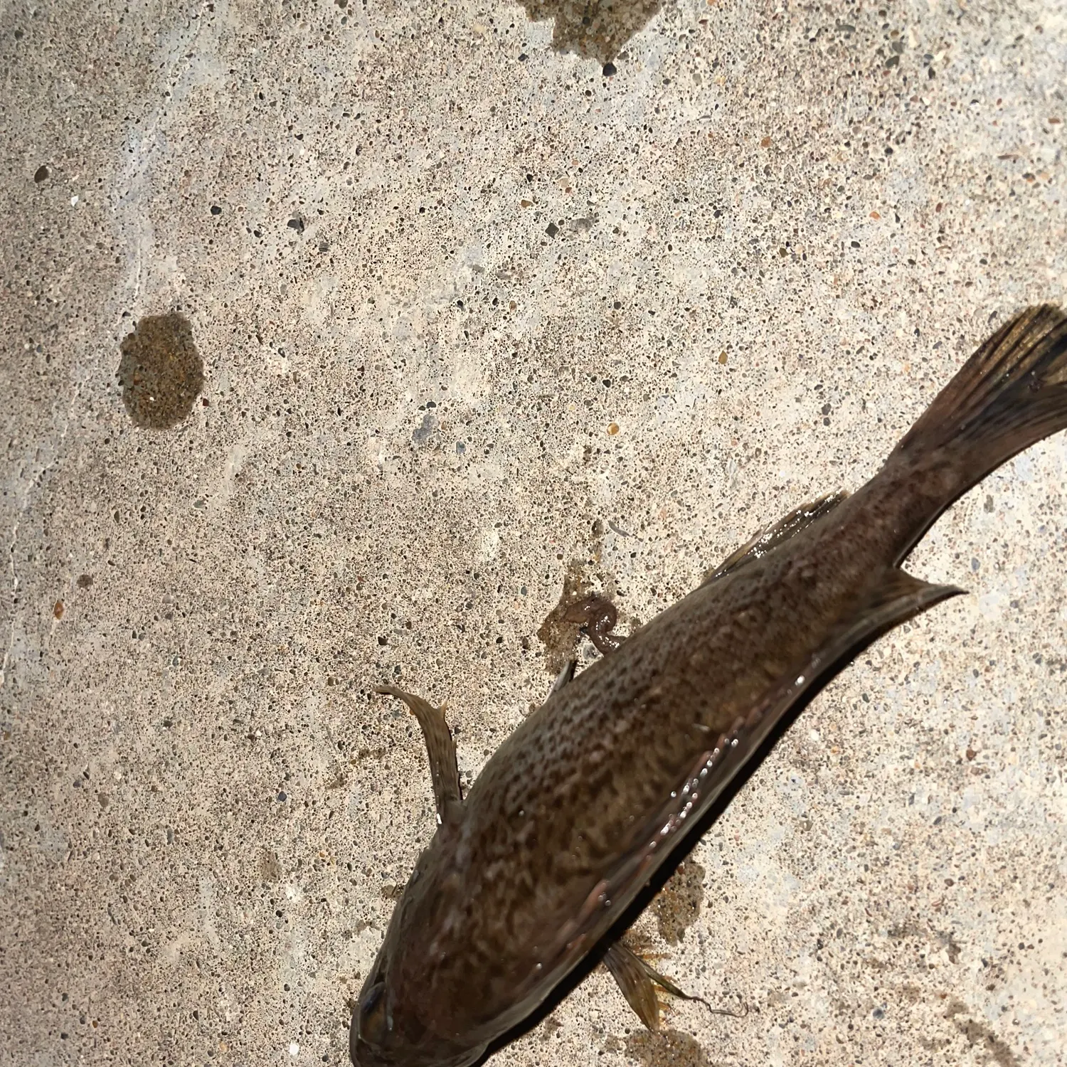 The most recent Japanese white seaperch catches on Fishbrain