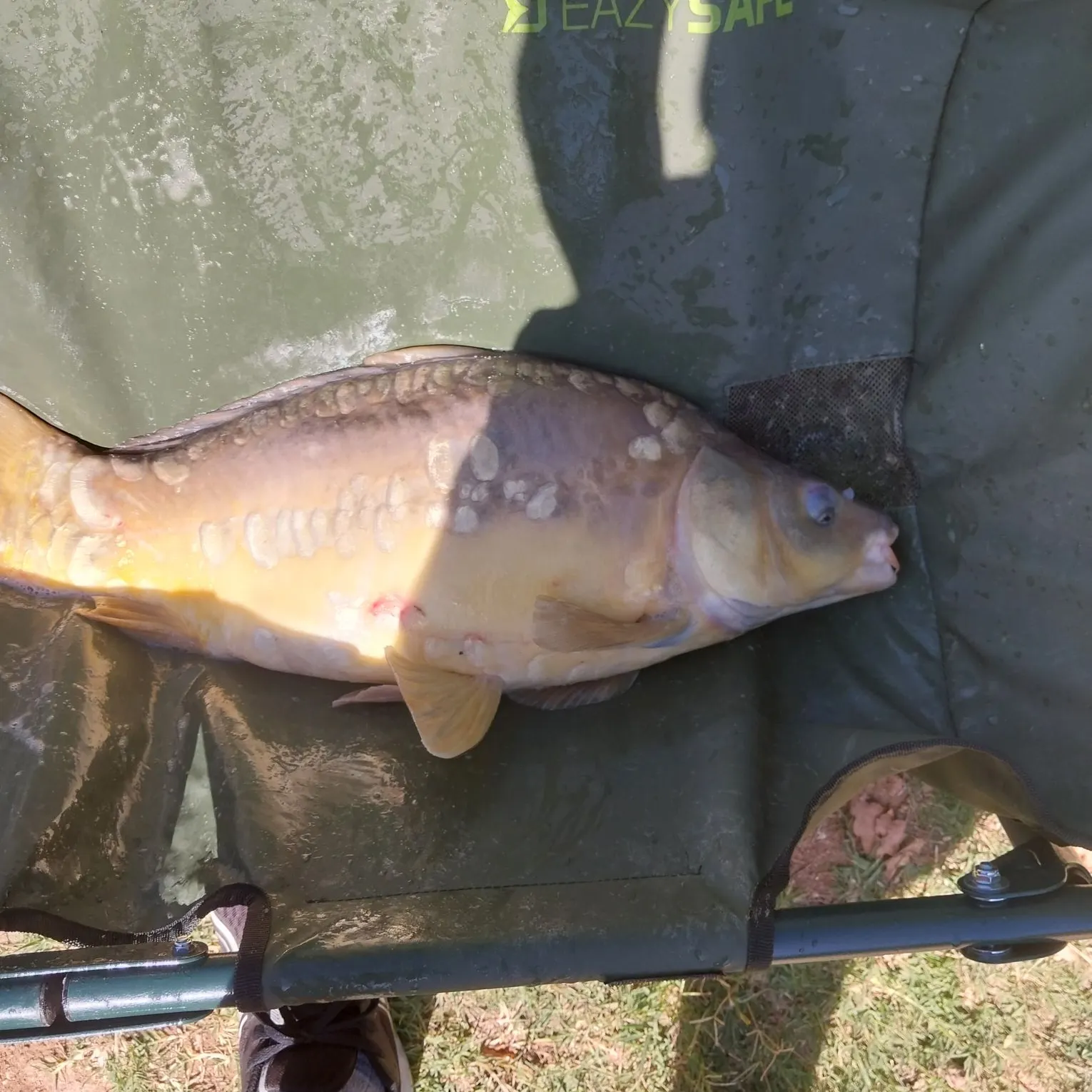 Mirror carp caught on Fishbrain