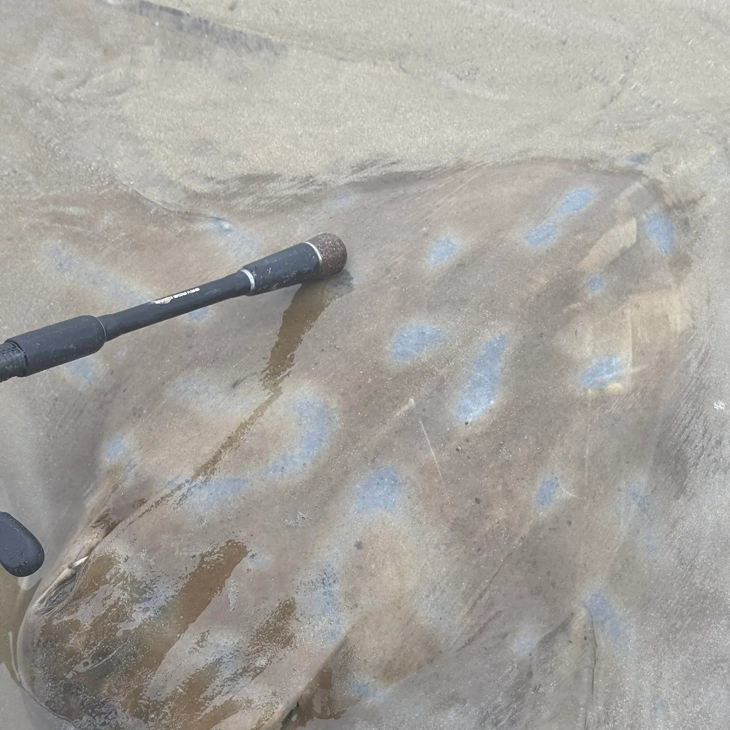 The most recent Australian bull ray catches on Fishbrain