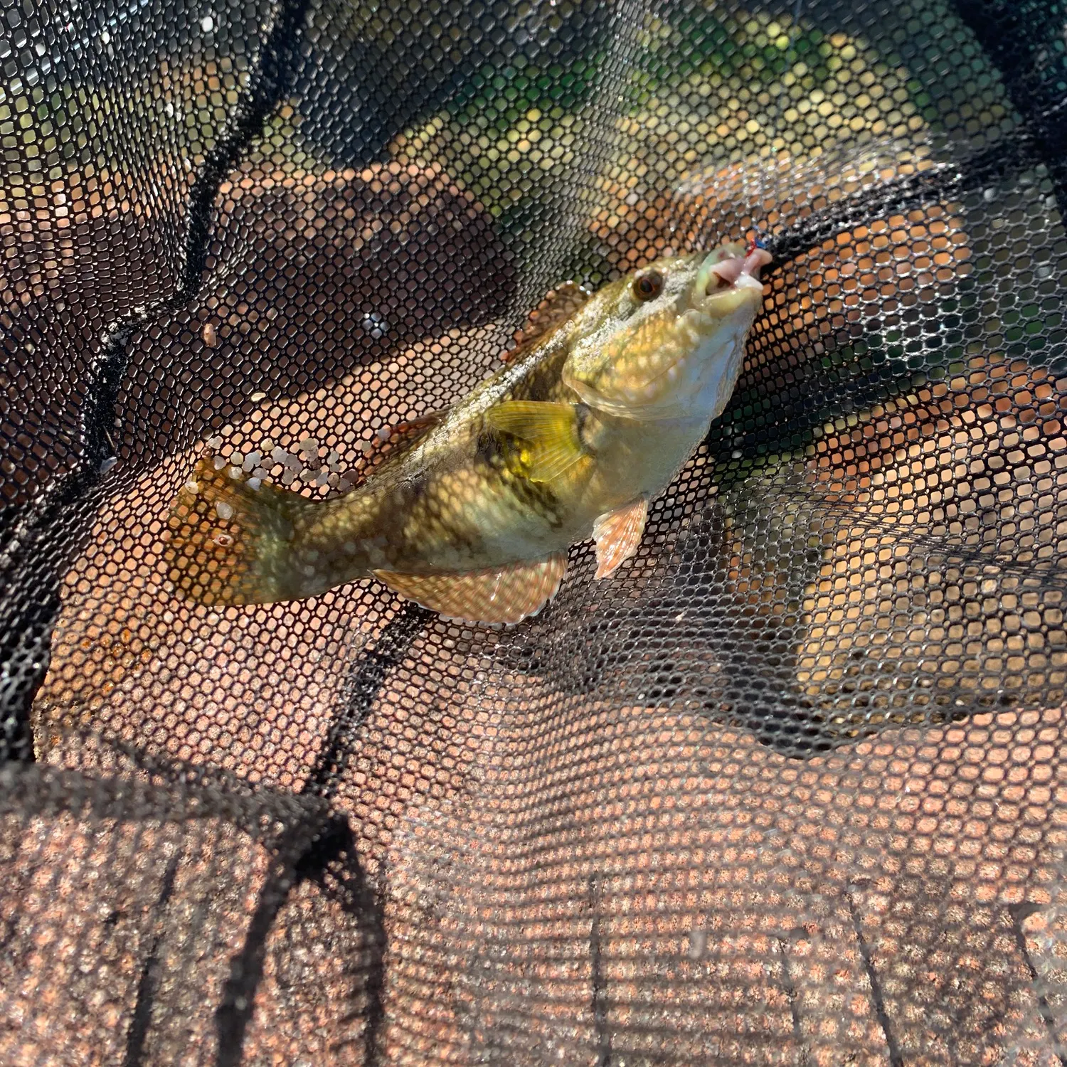 The most recent Rock wrasse catches on Fishbrain