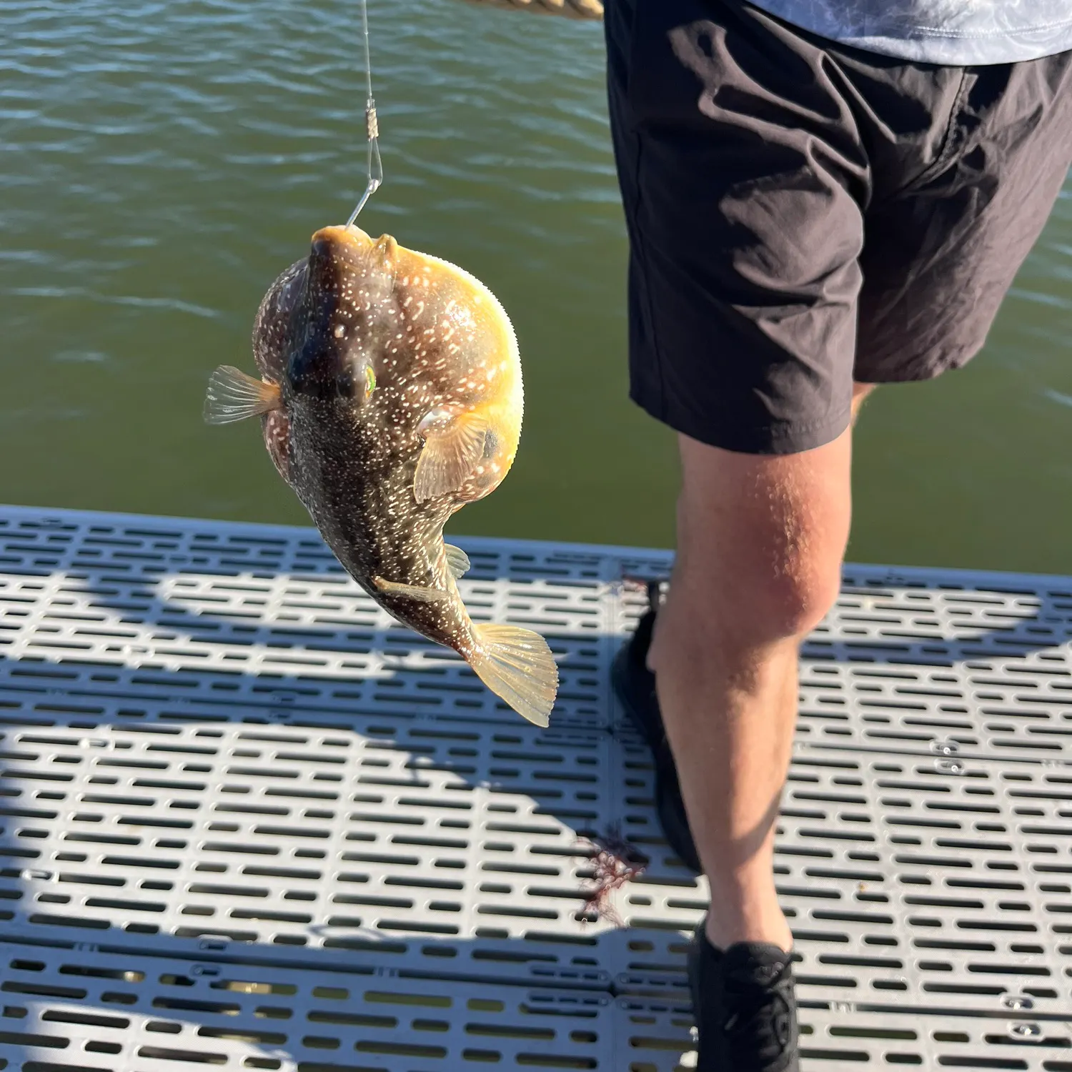 The most recent Oceanic puffer catches on Fishbrain
