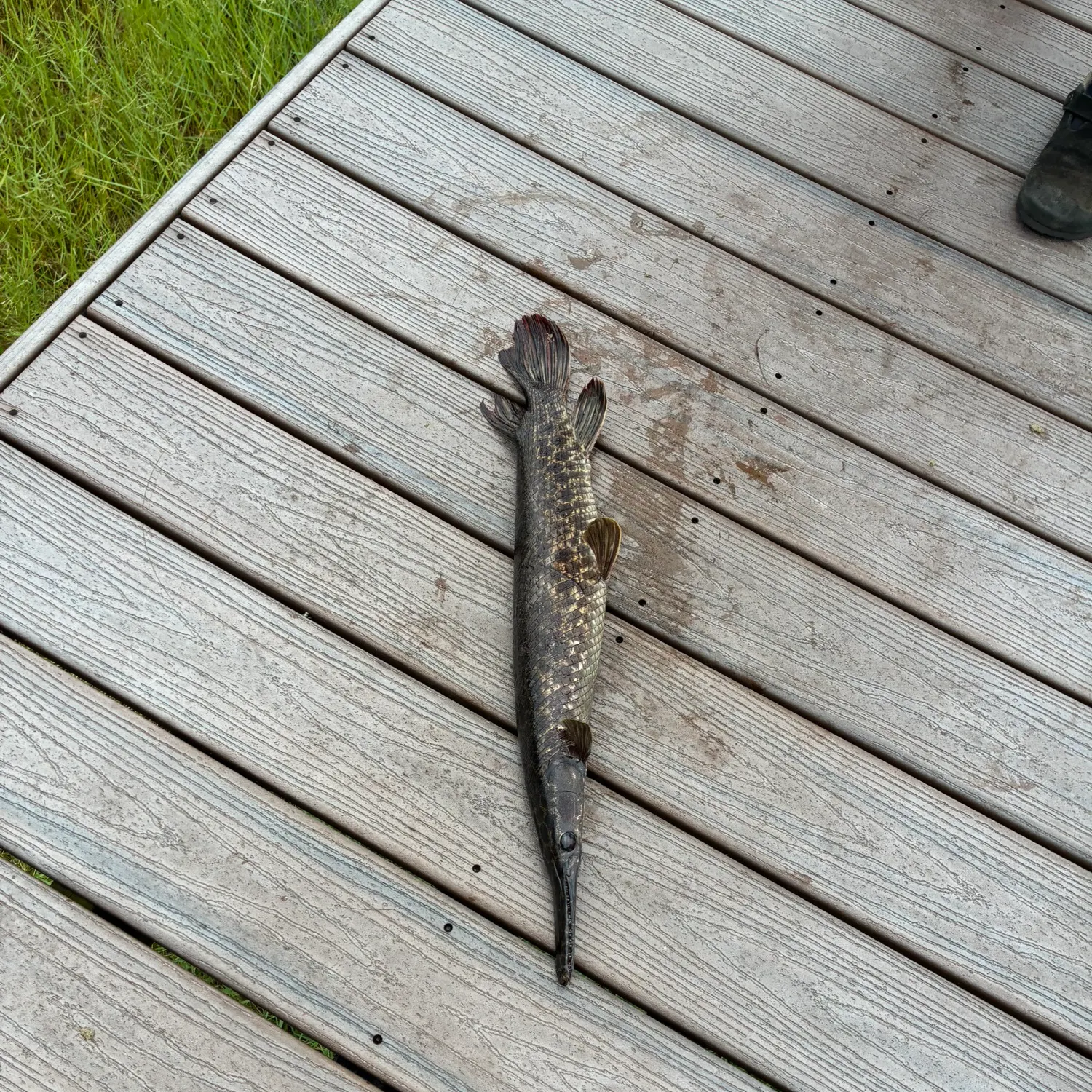 Florida gar caught on Fishbrain