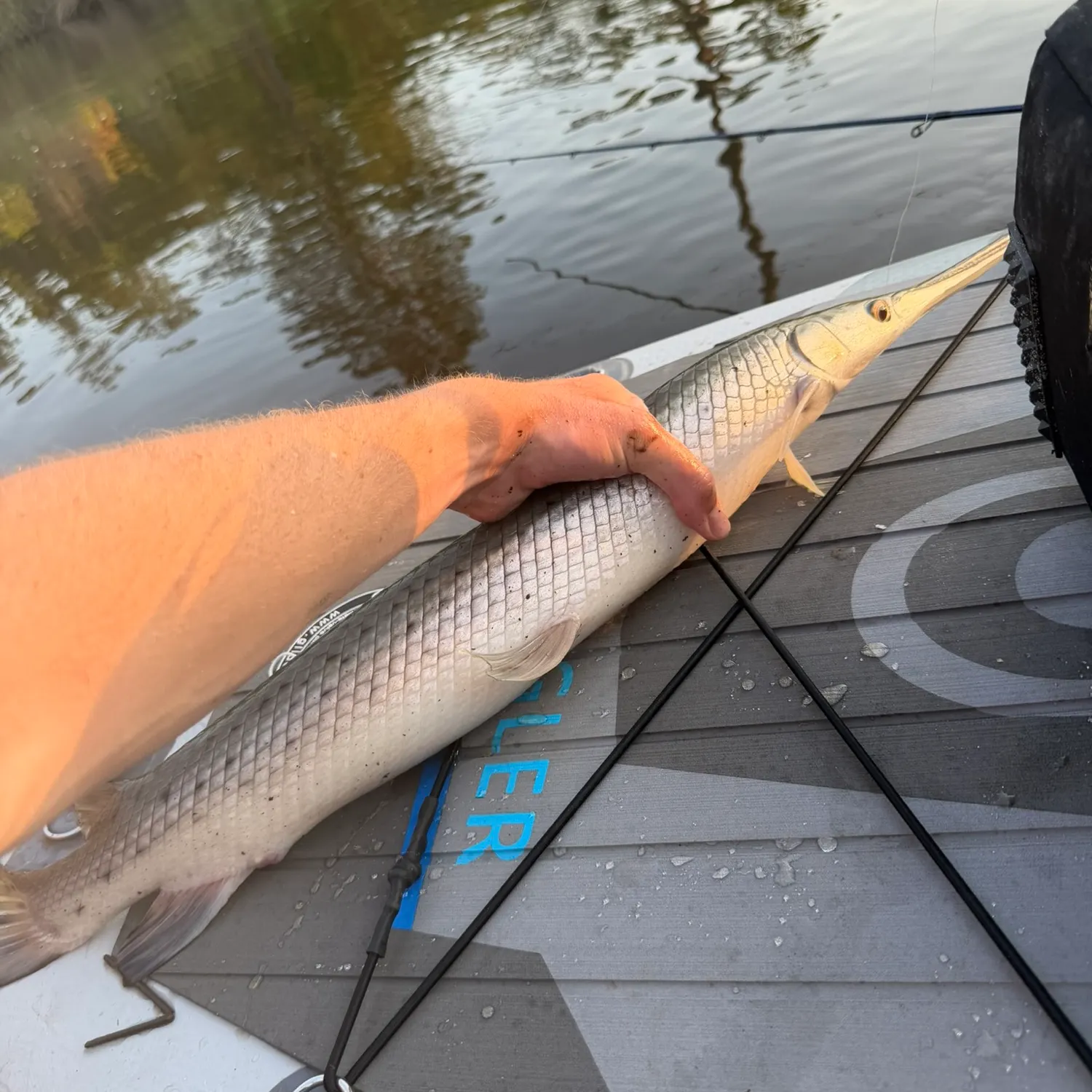 Longnose gar caught on Fishbrain