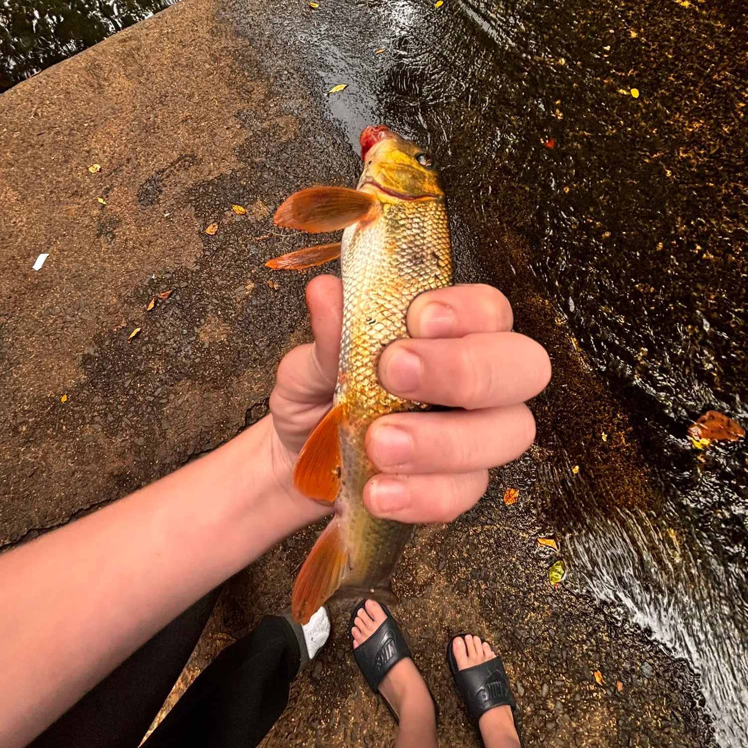 Golden redhorse caught on Fishbrain