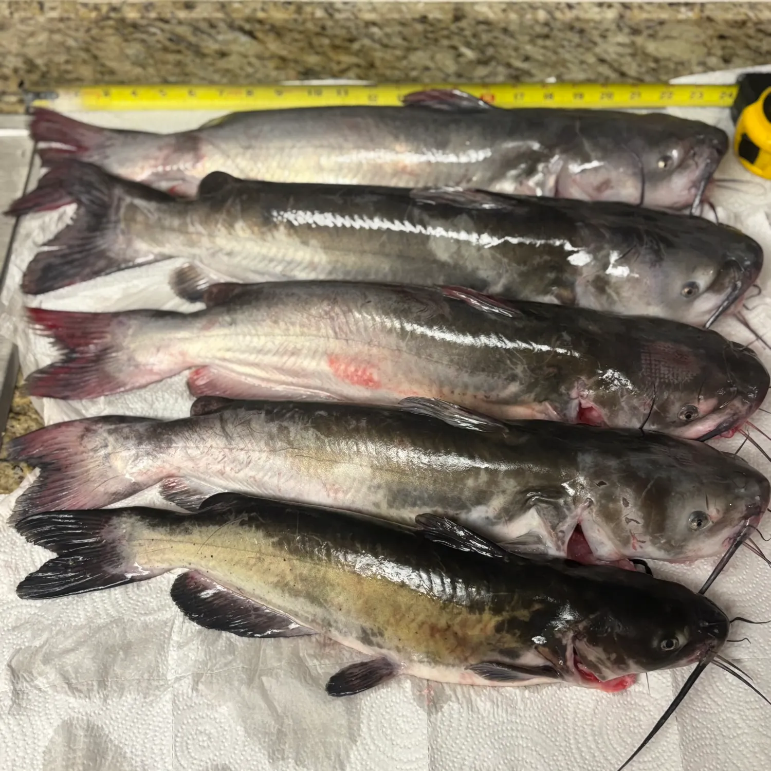 recently logged catches