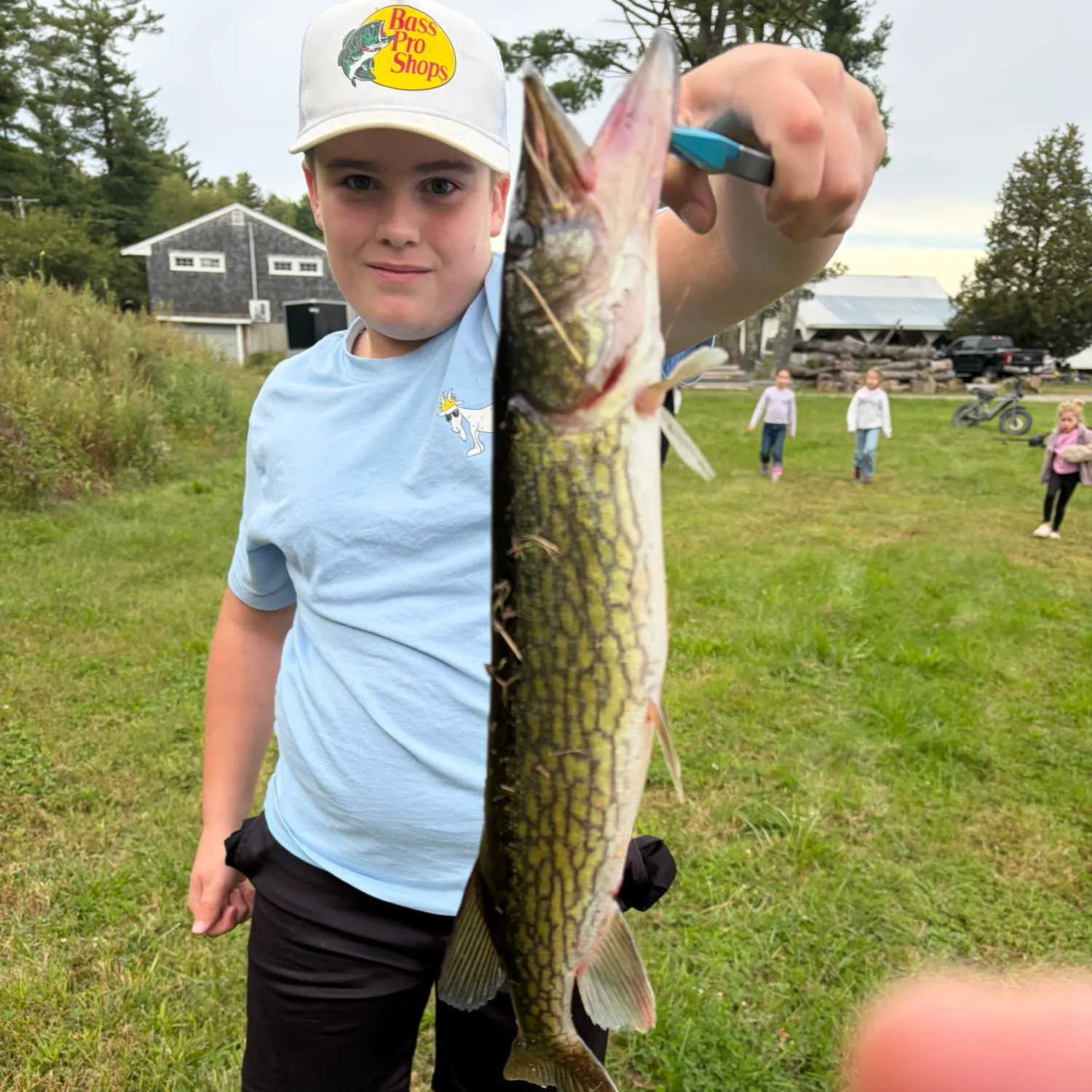Chain pickerel caught on Fishbrain