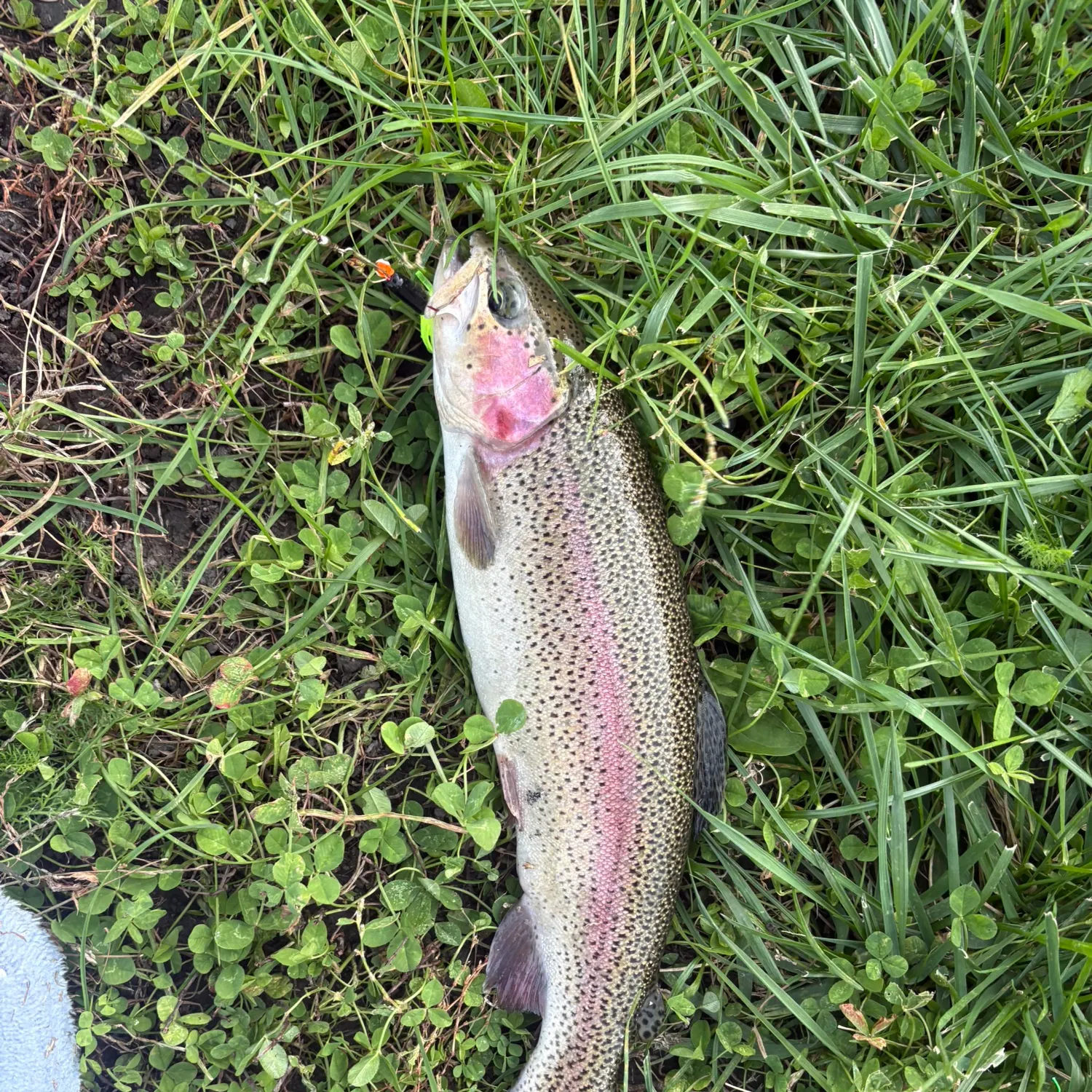 Rainbow trout caught on Fishbrain