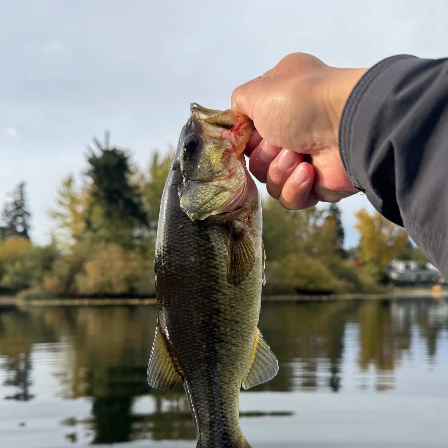 Largemouth bass caught on Fishbrain