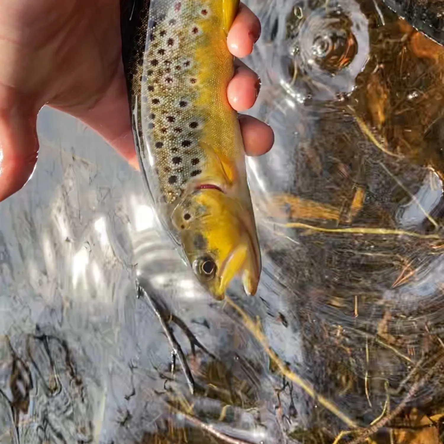 most liked catch image